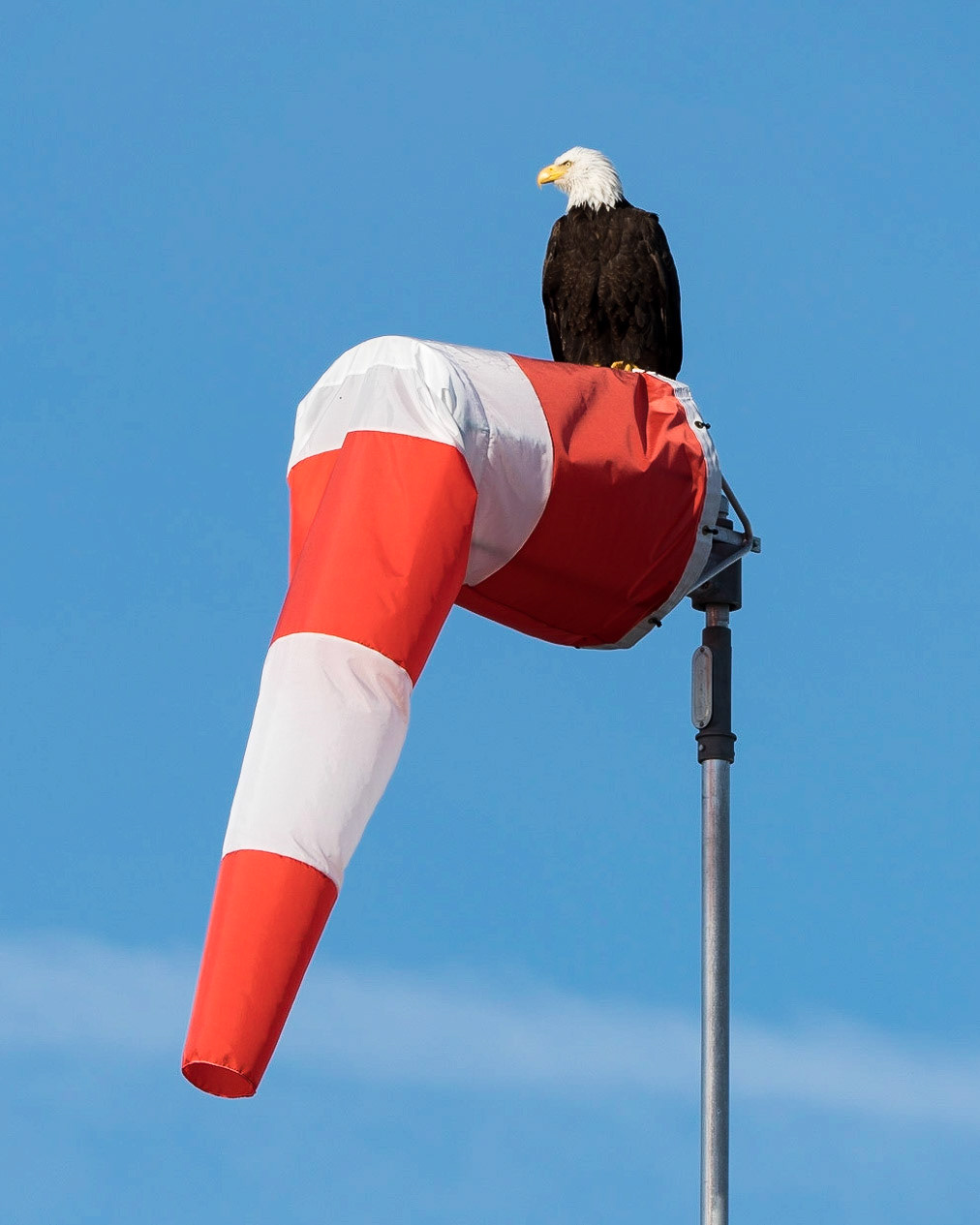 A bald eagle happily sitting atop a wind sock at the ferry terminal in Comox