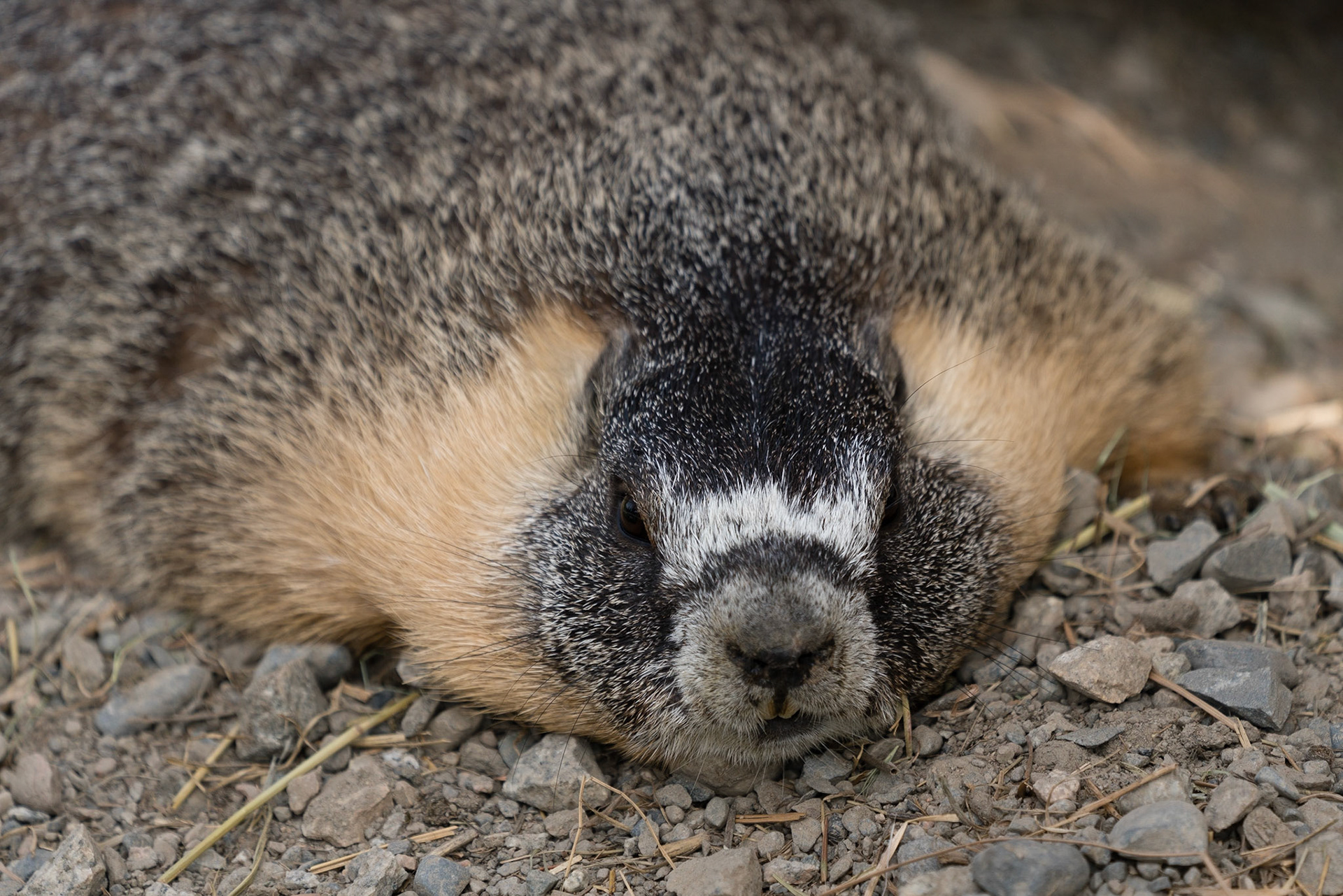 A groundhog (or similar?) at Kamloops Wildlife Park