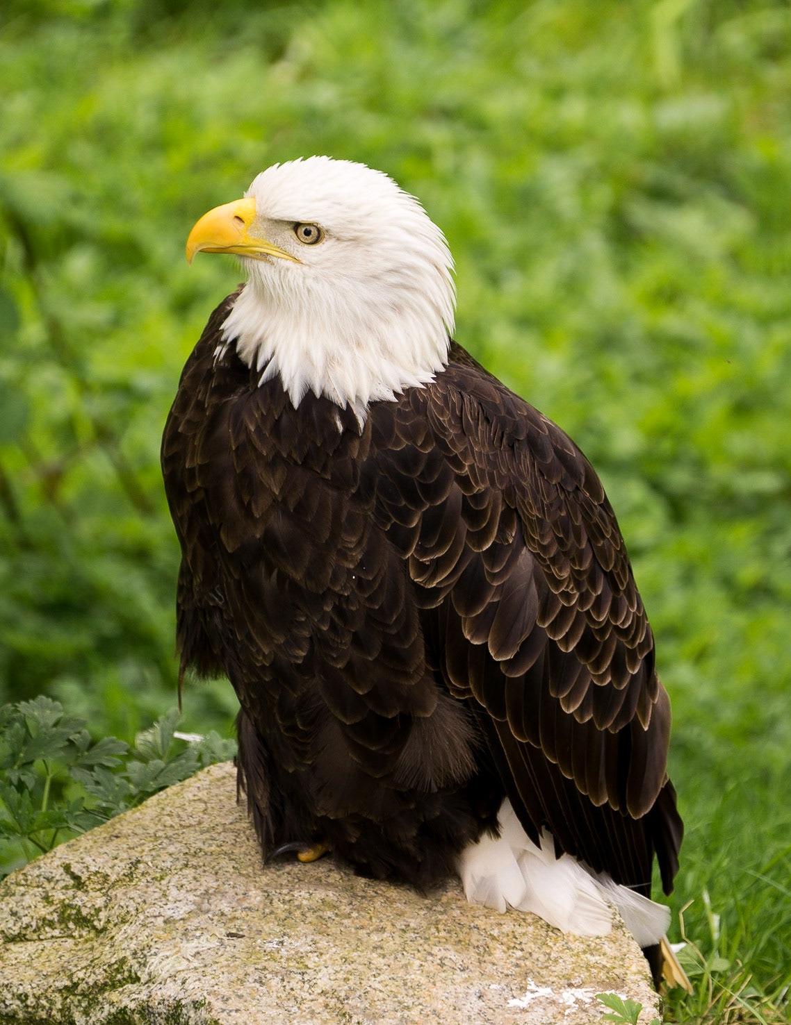 Bald eagle. Vancouver BC