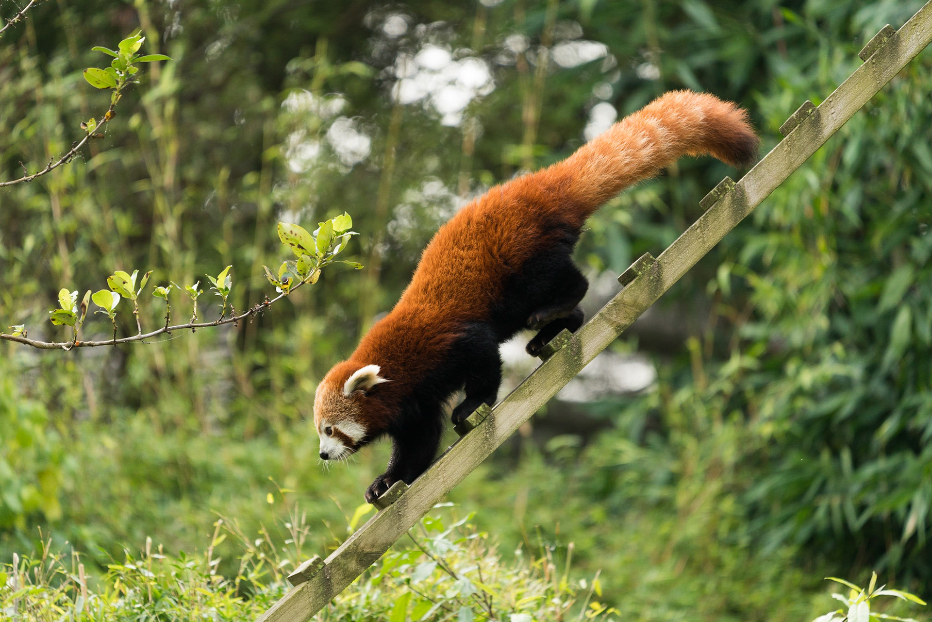 Red Panda