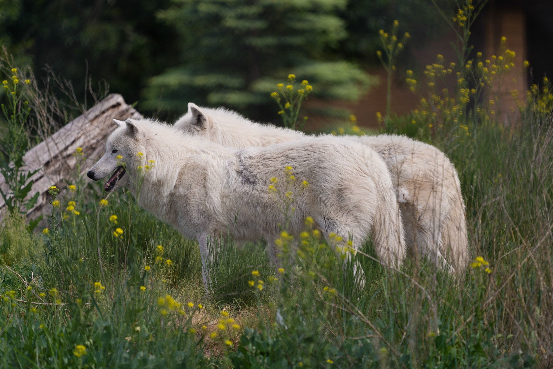Wolves at Kamloops Wildlife Park