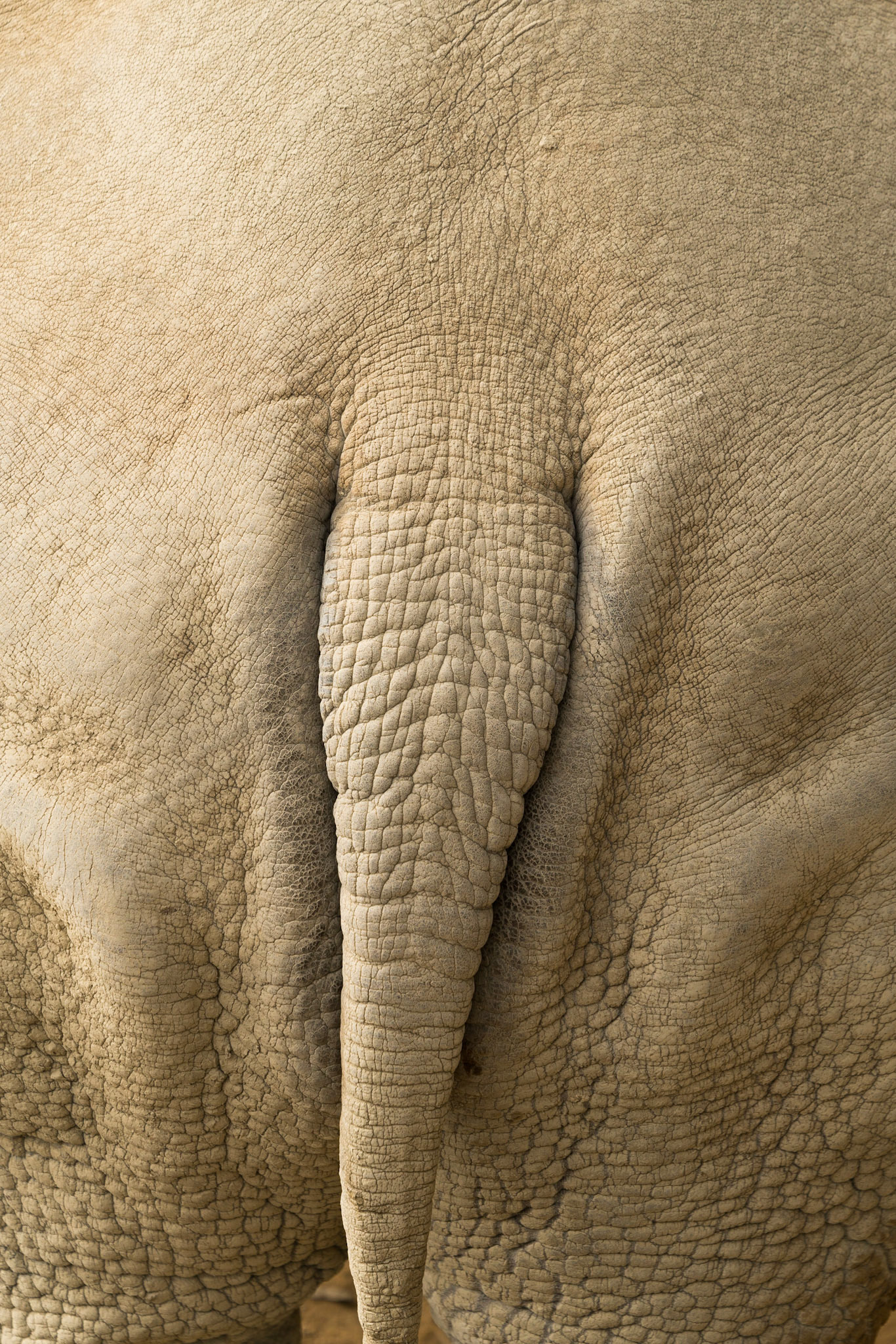 Rhino tail, Hamilton Zoo.