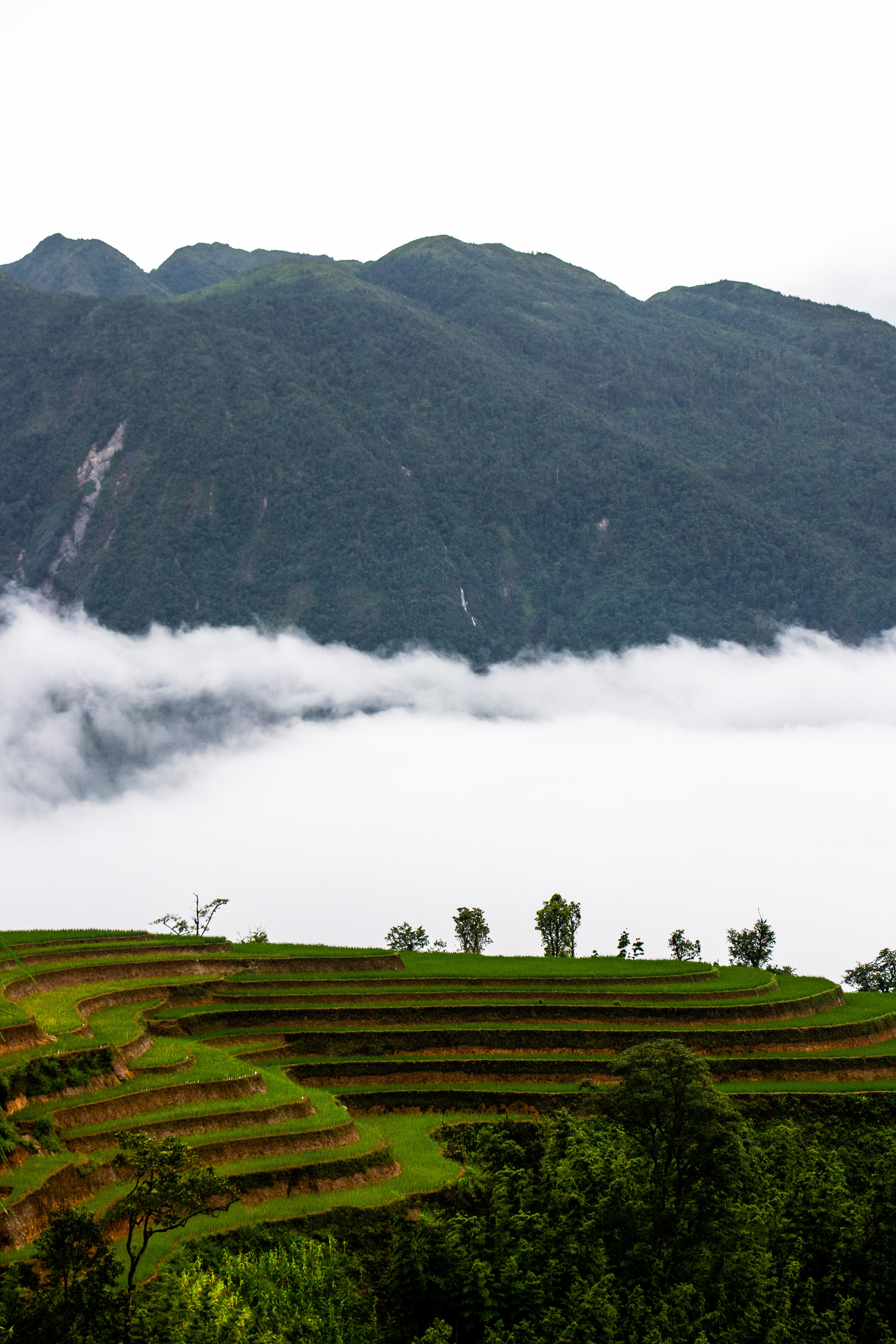 Sapa