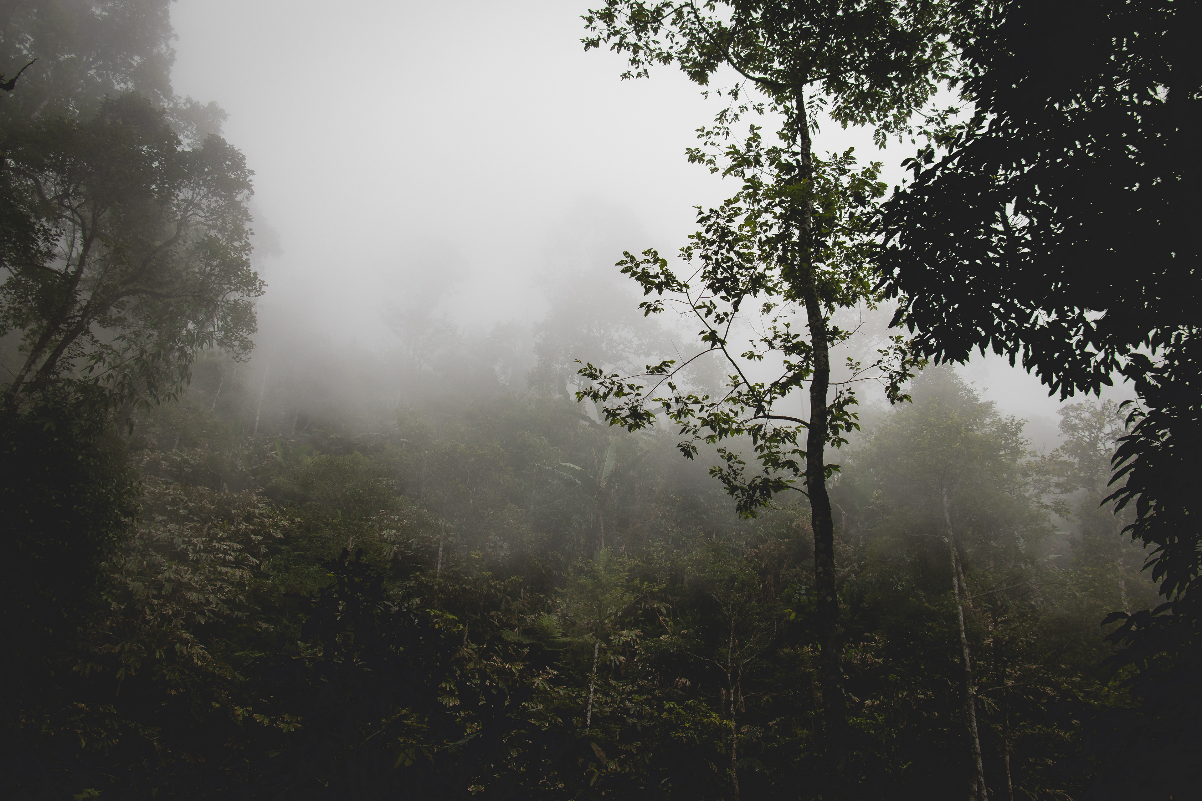 Sapa
