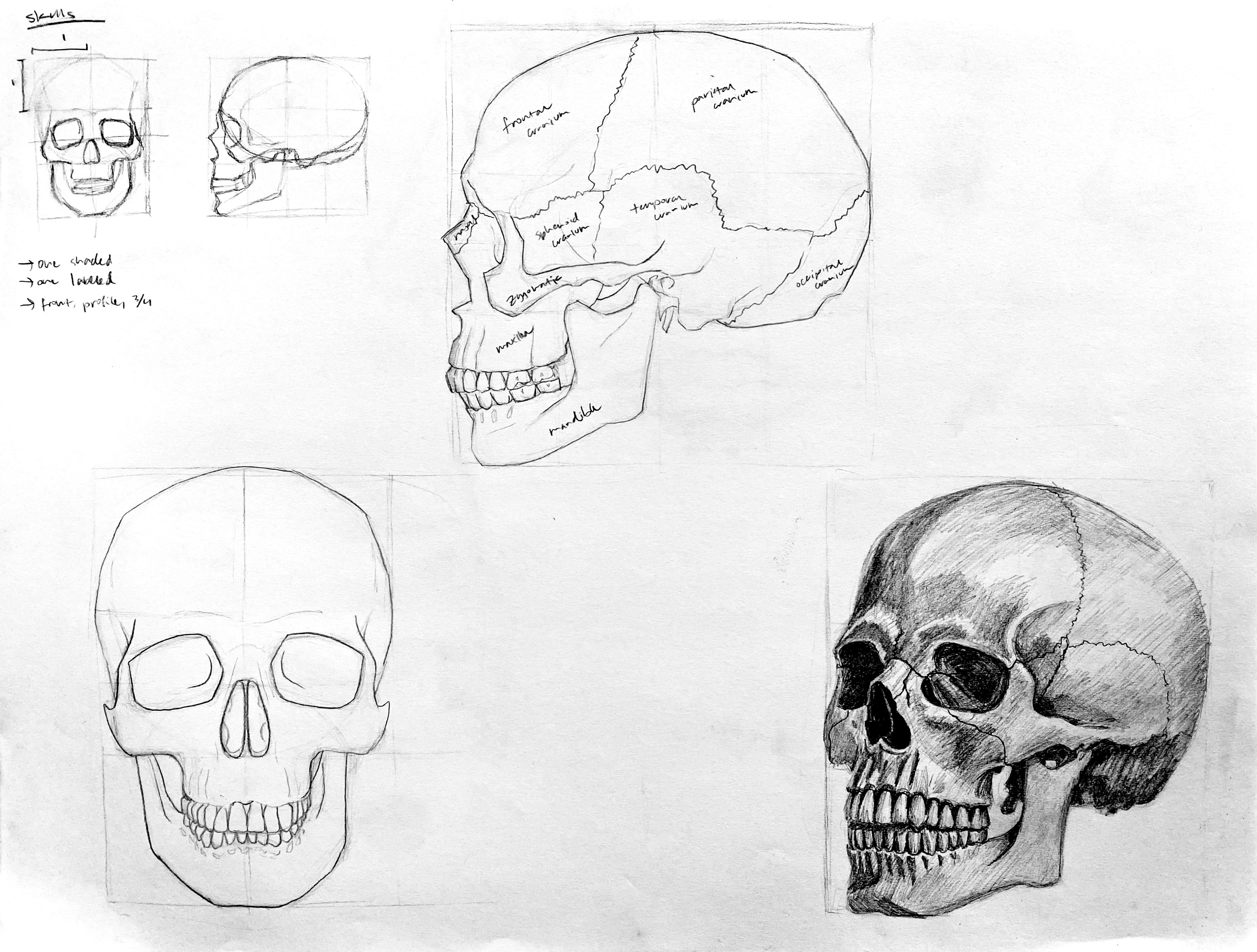 Skull Studies | 2025 | Graphite