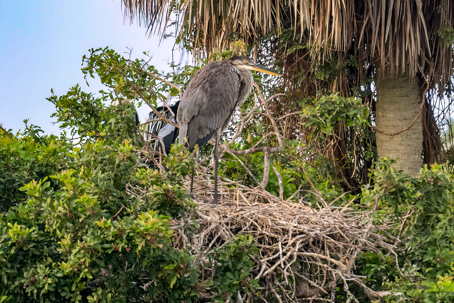 Great Blue Heron
