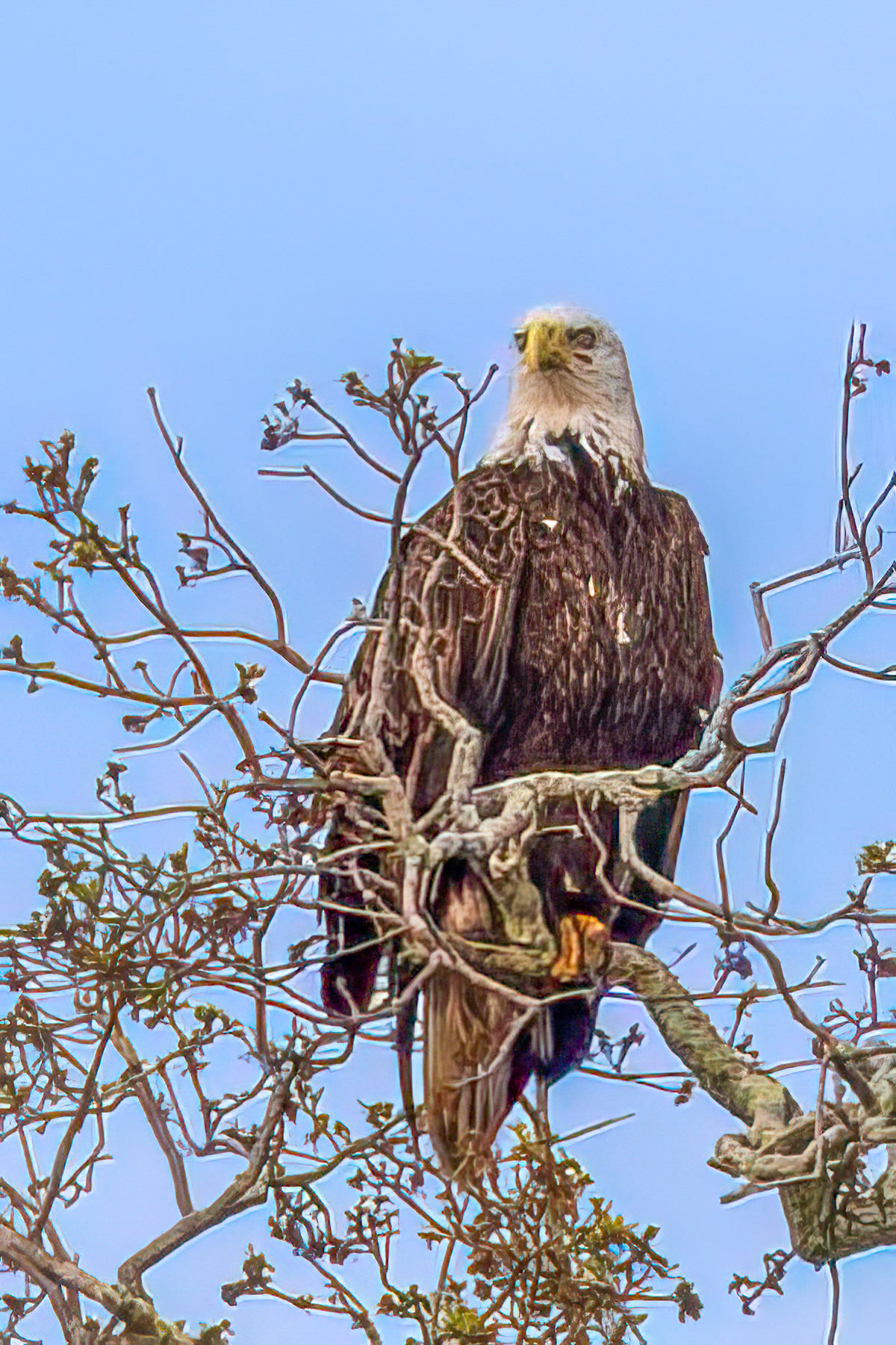 American Eagle