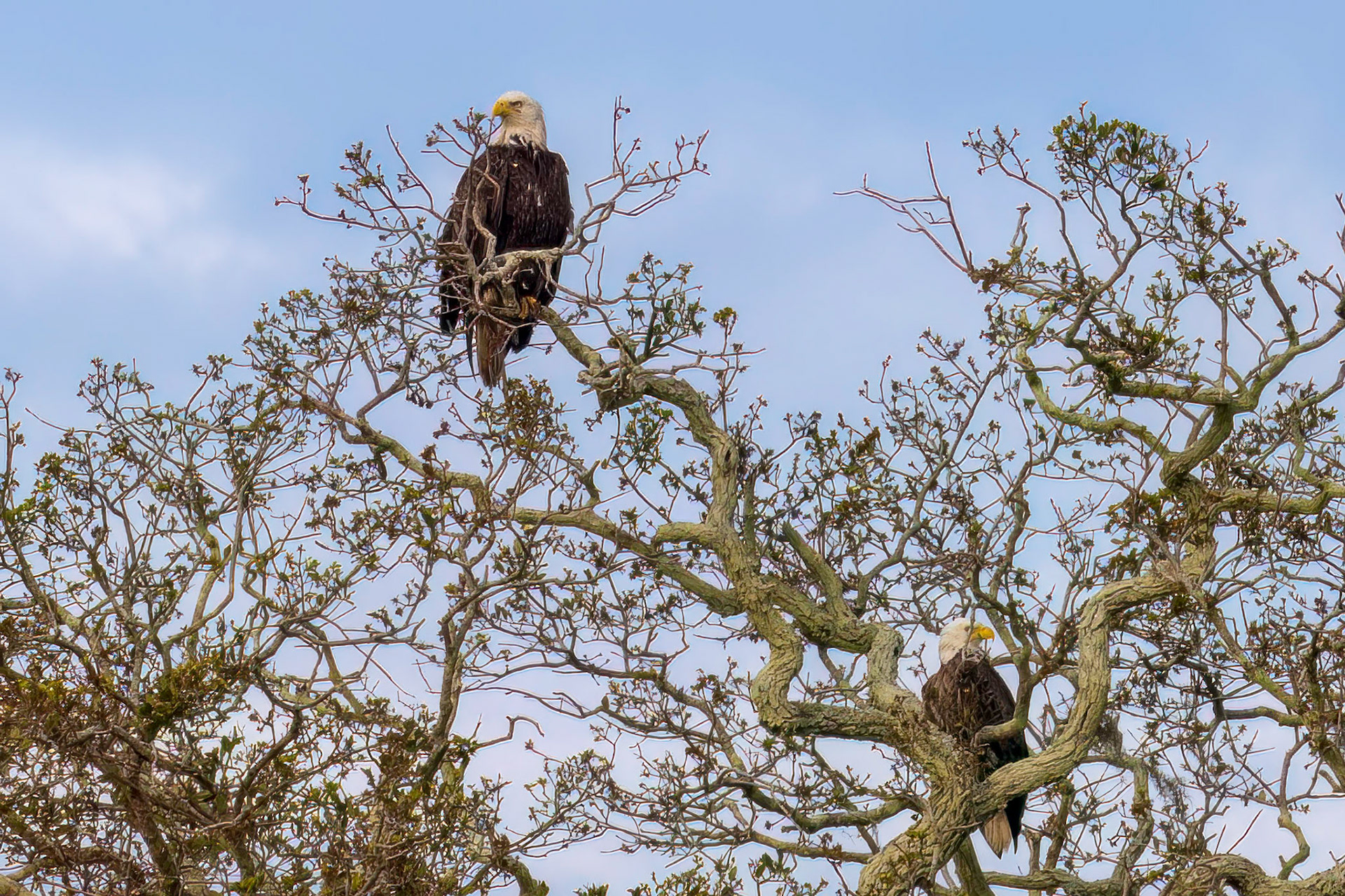 American Eagle