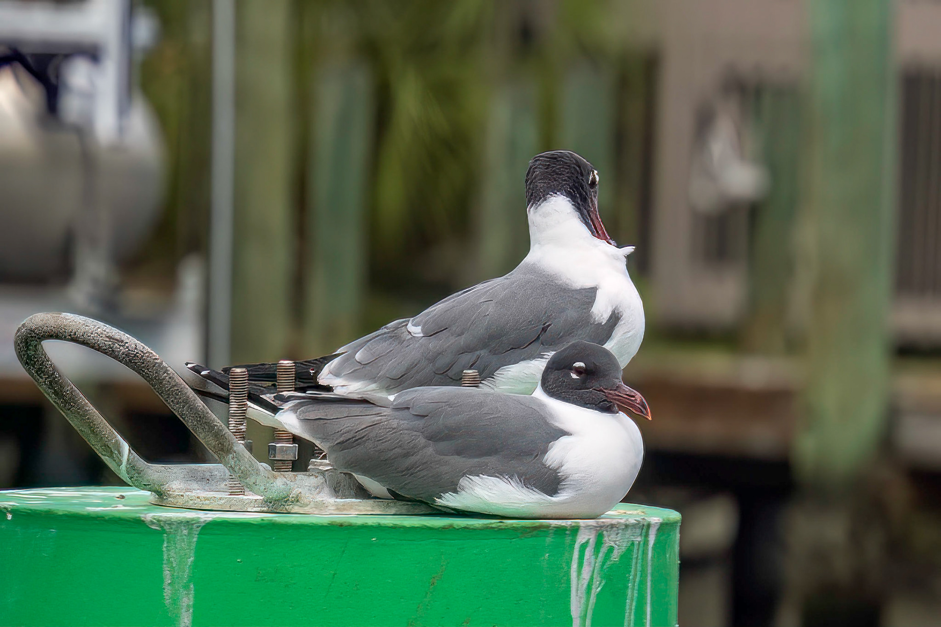 Laughing Gull