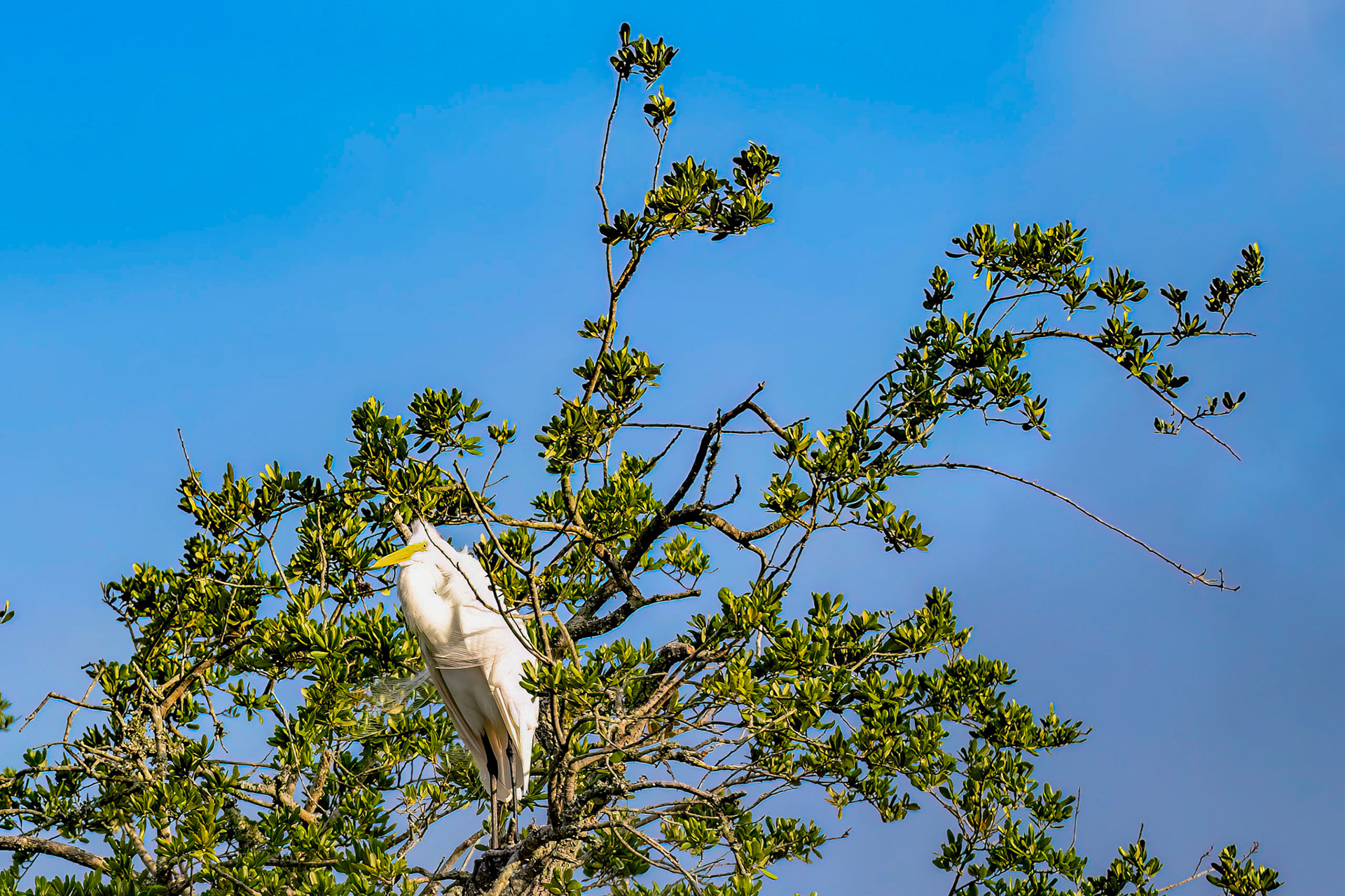 Great Egret