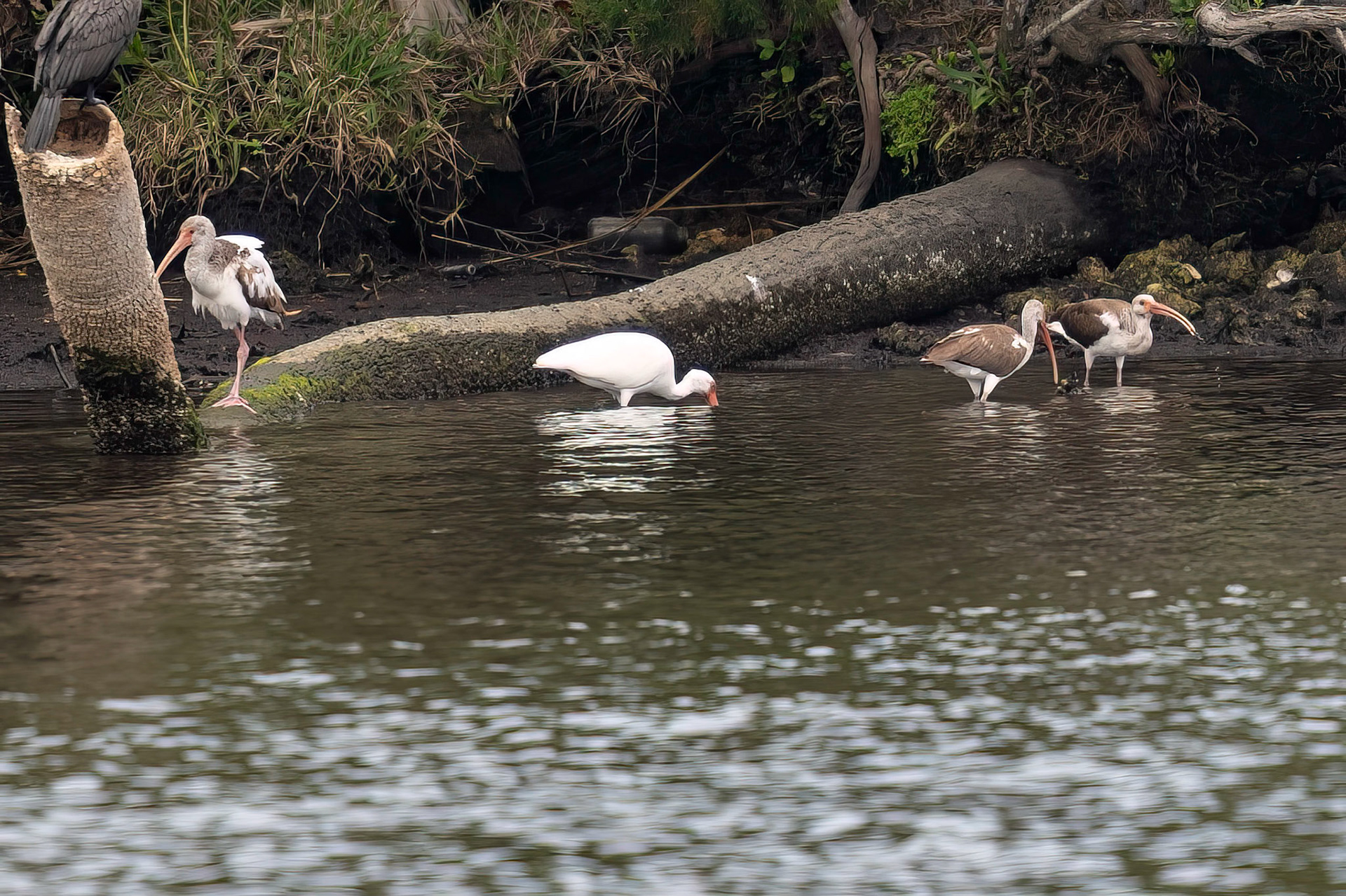 White Ibis