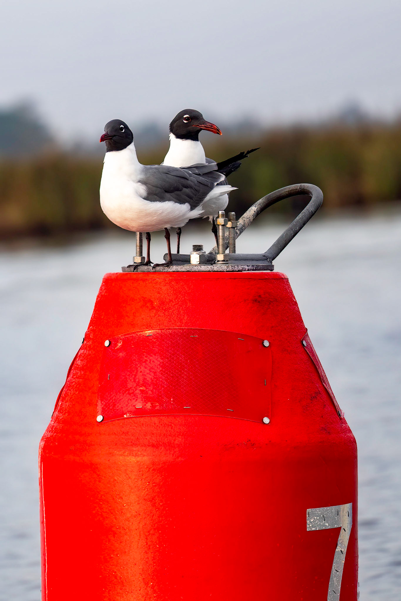 Laughing Gull