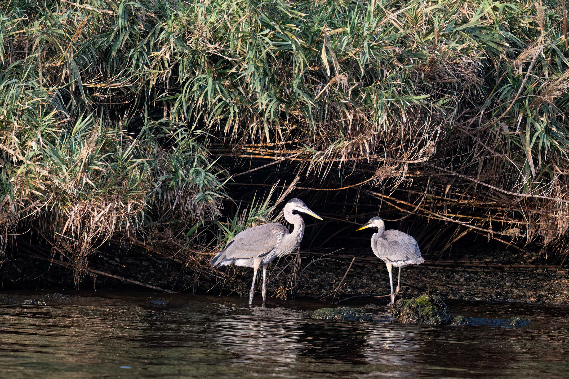 Great Blue Heron