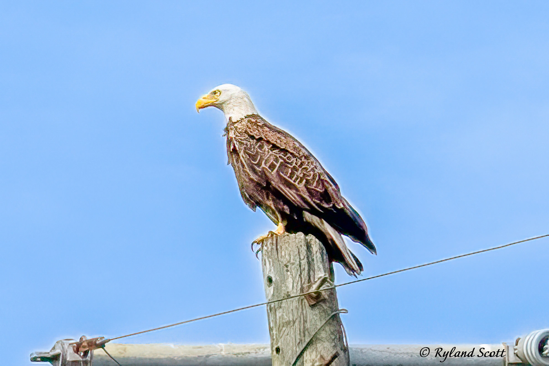 American Eagle