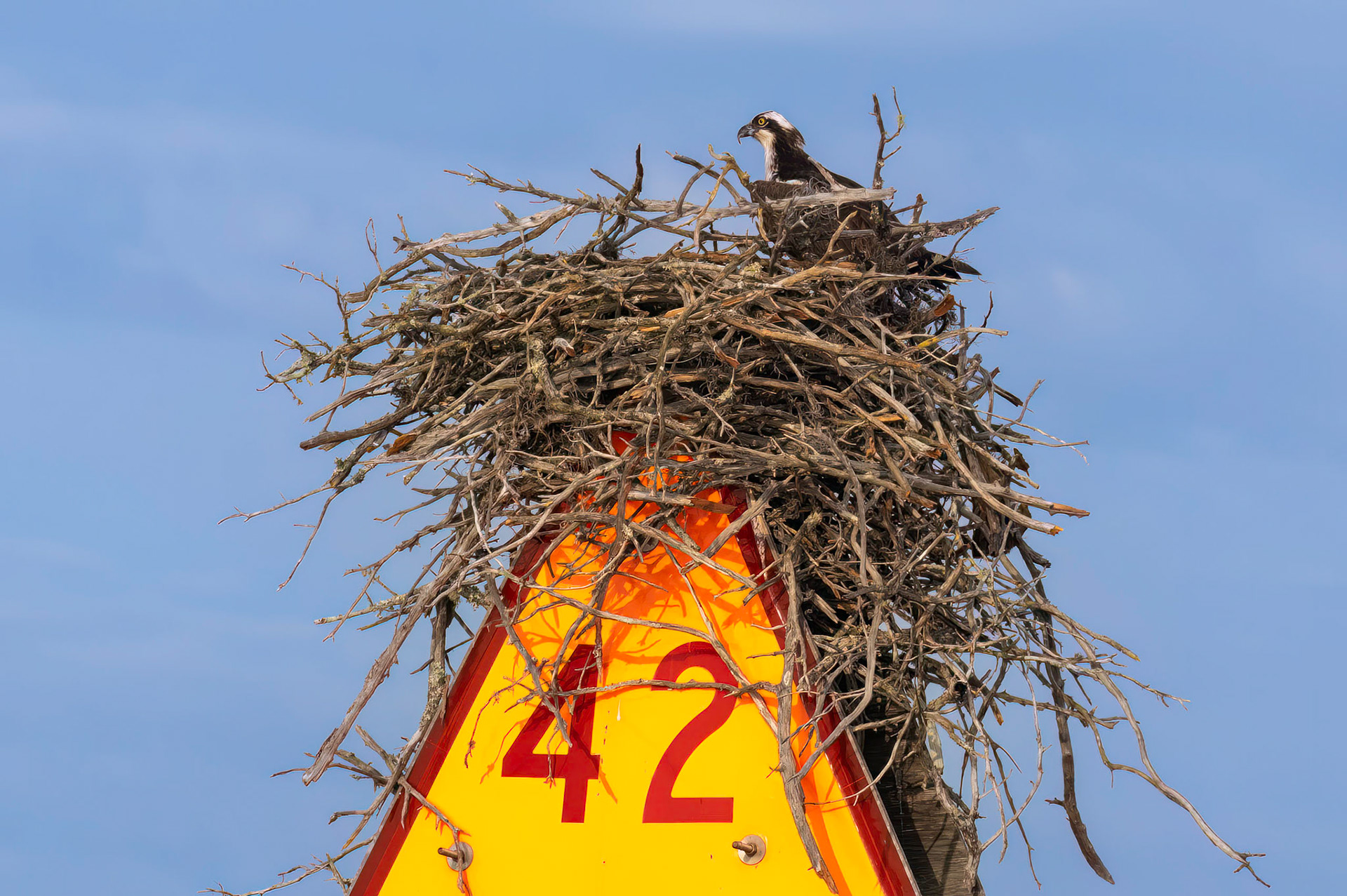 Osprey