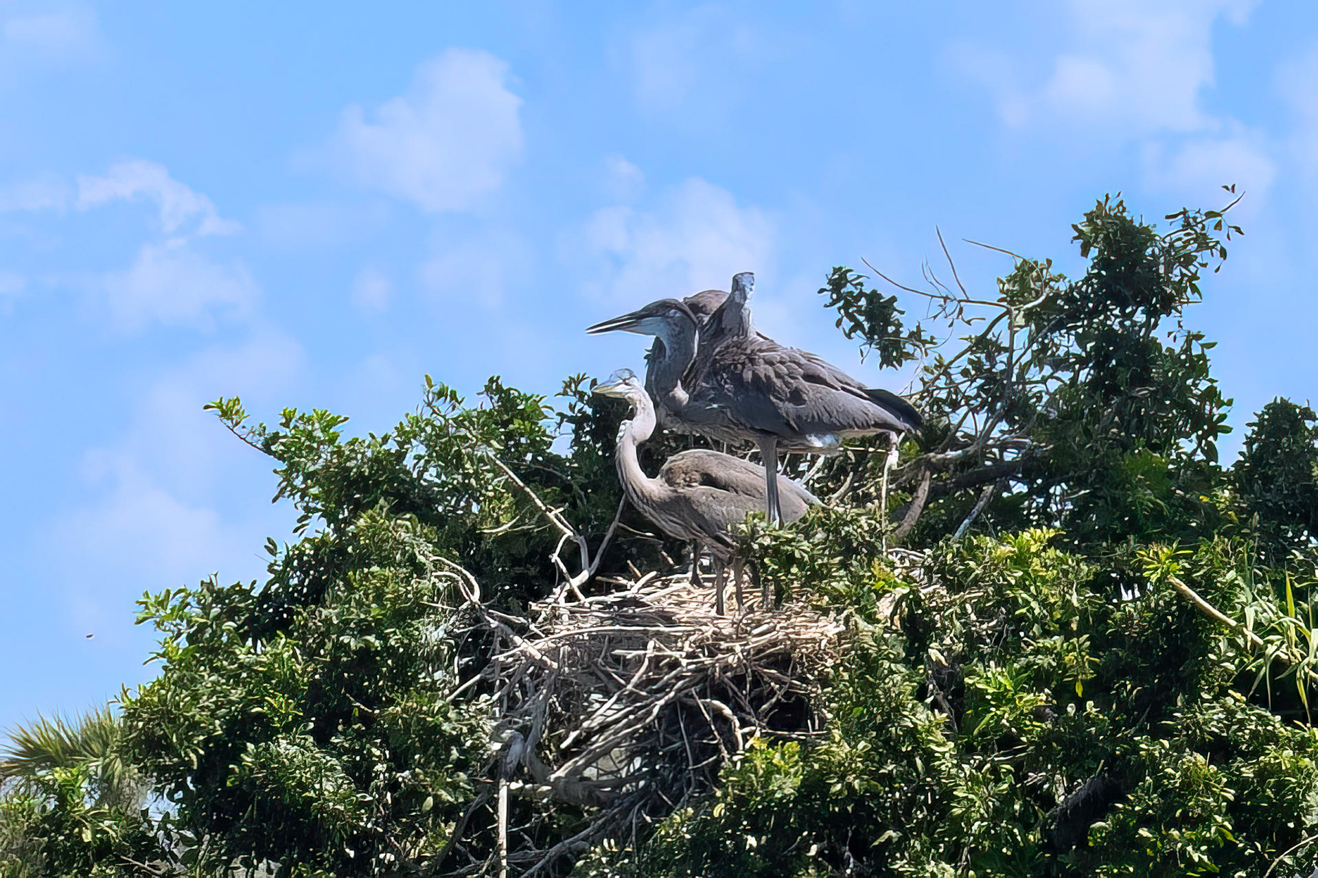 Great Blue Heron