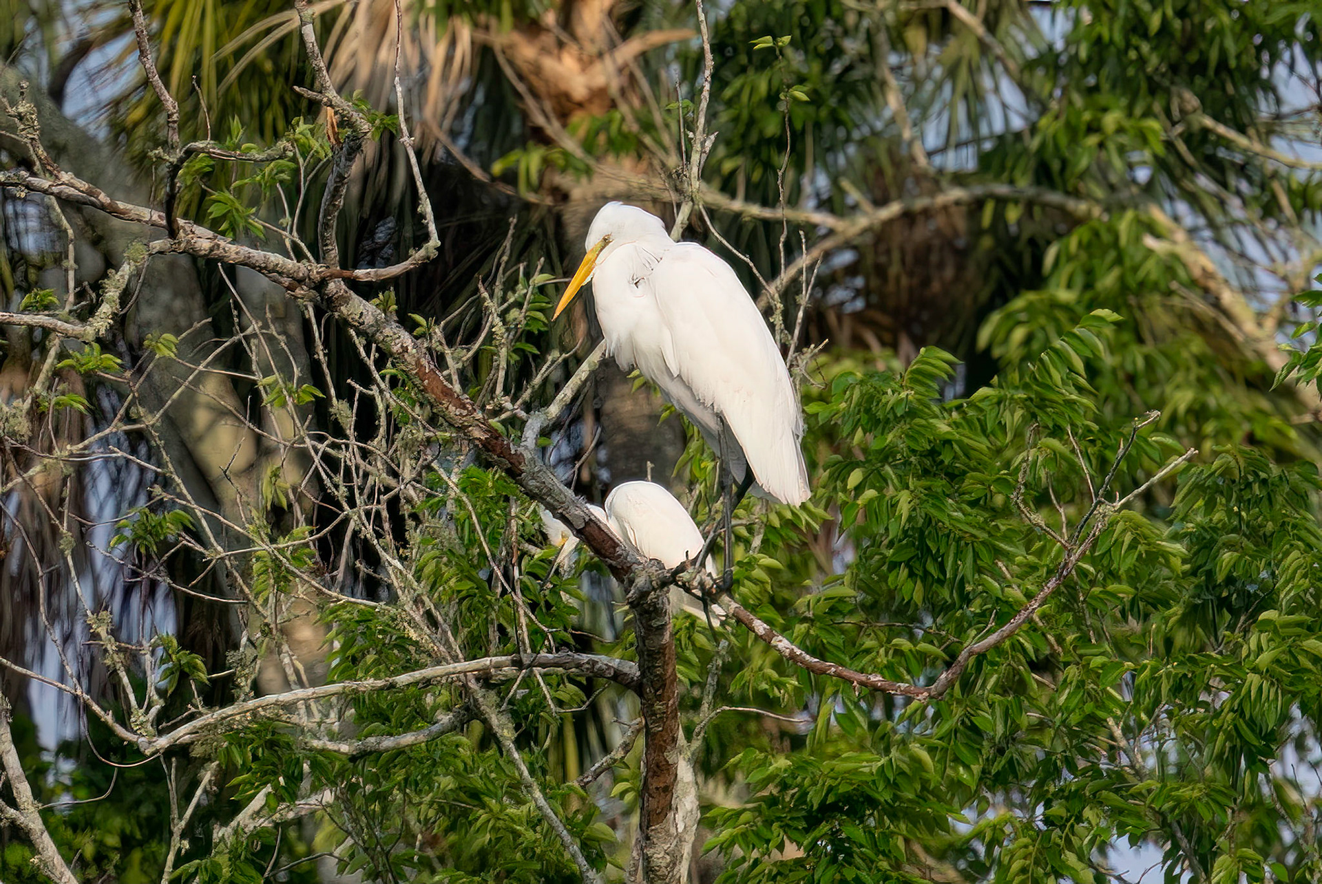 Great Egret