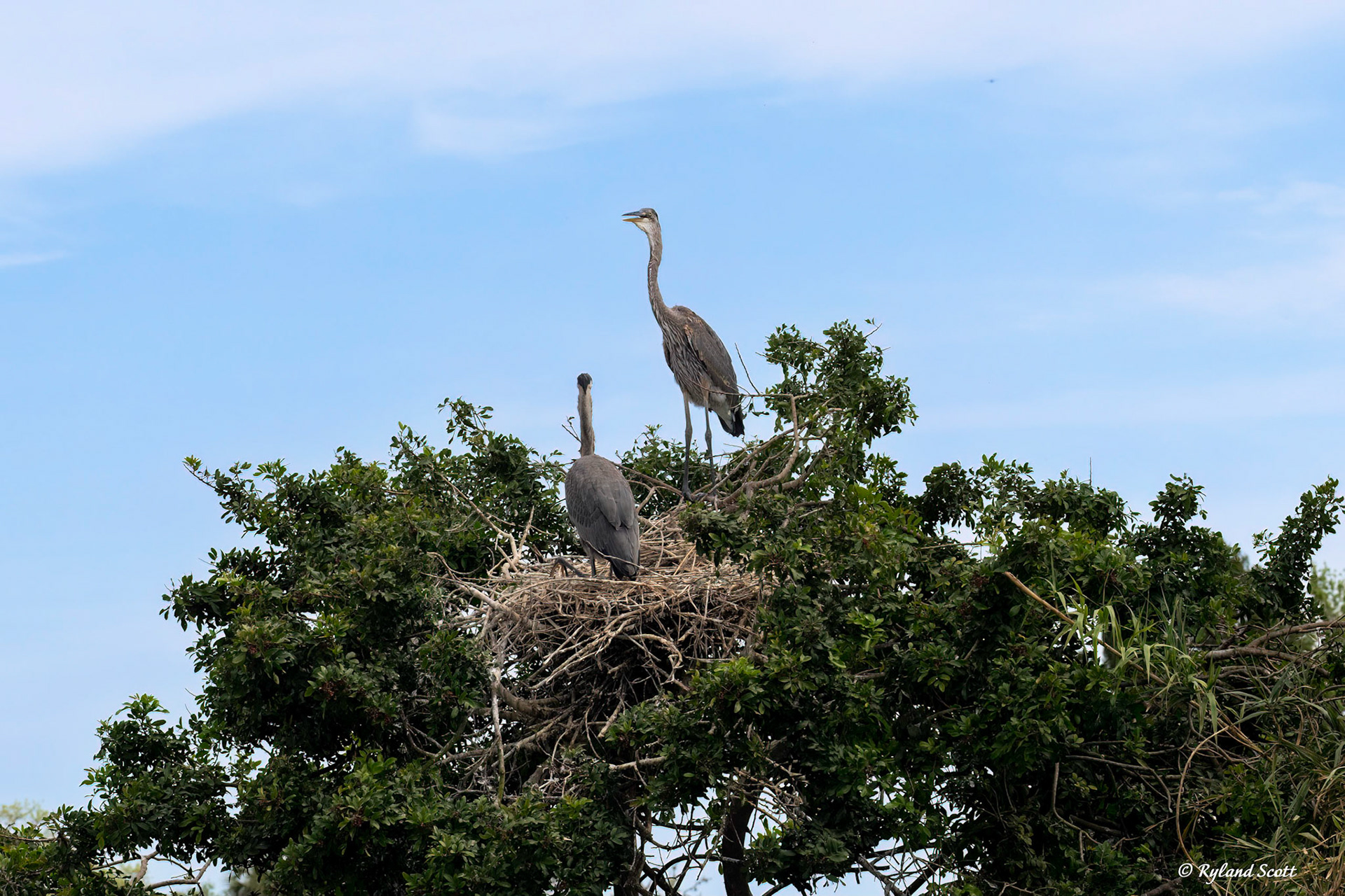 Great Blue Heron