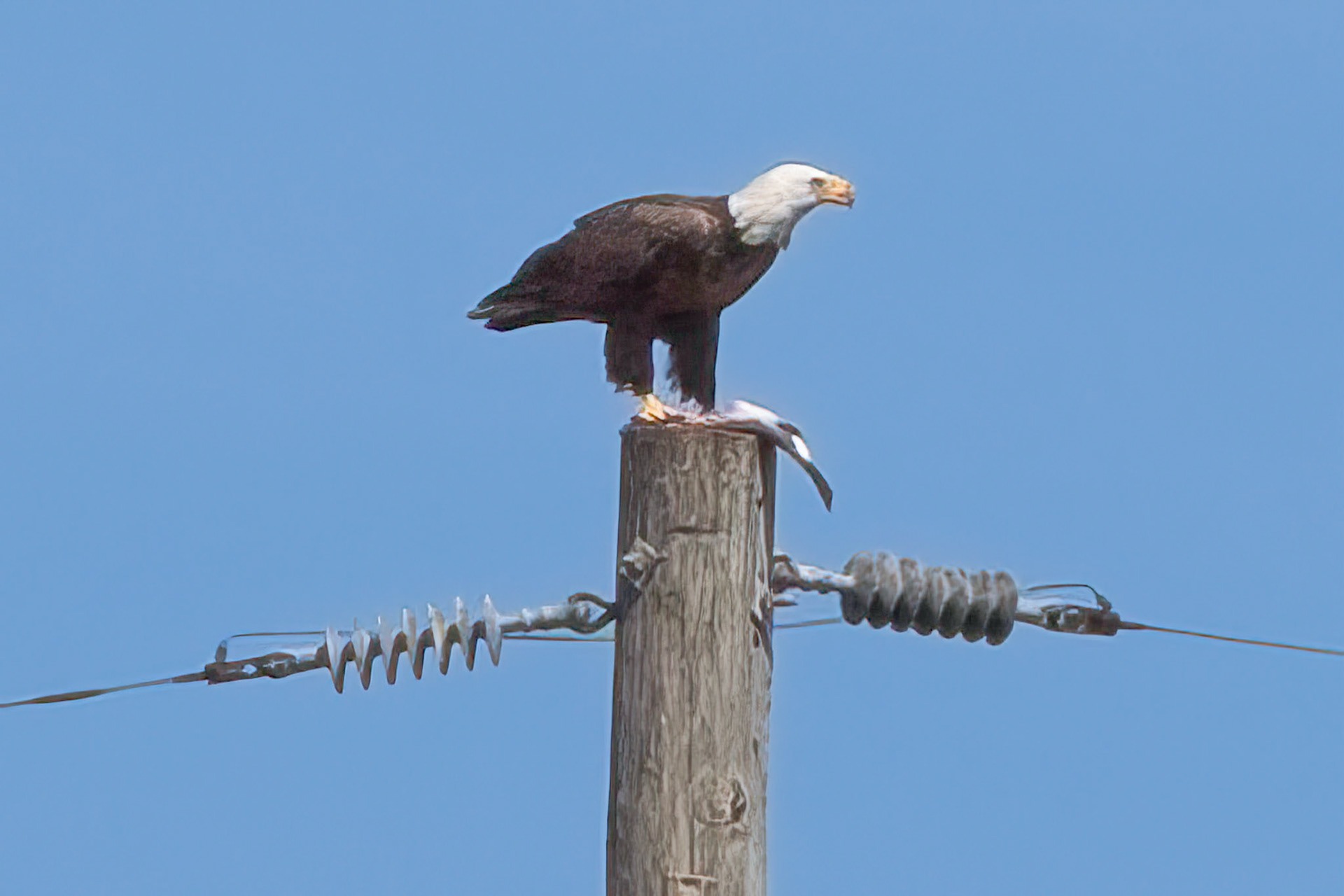 American Eagle