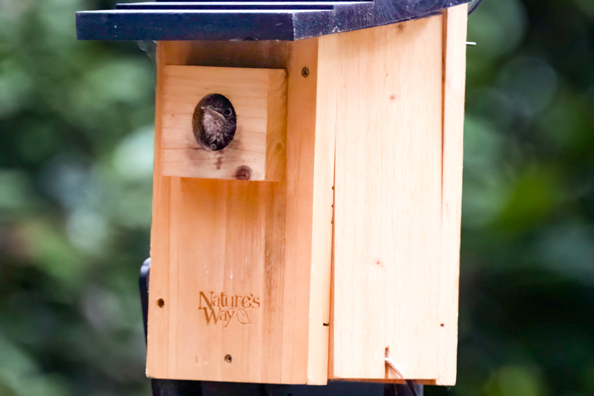 Ready to leave the nest