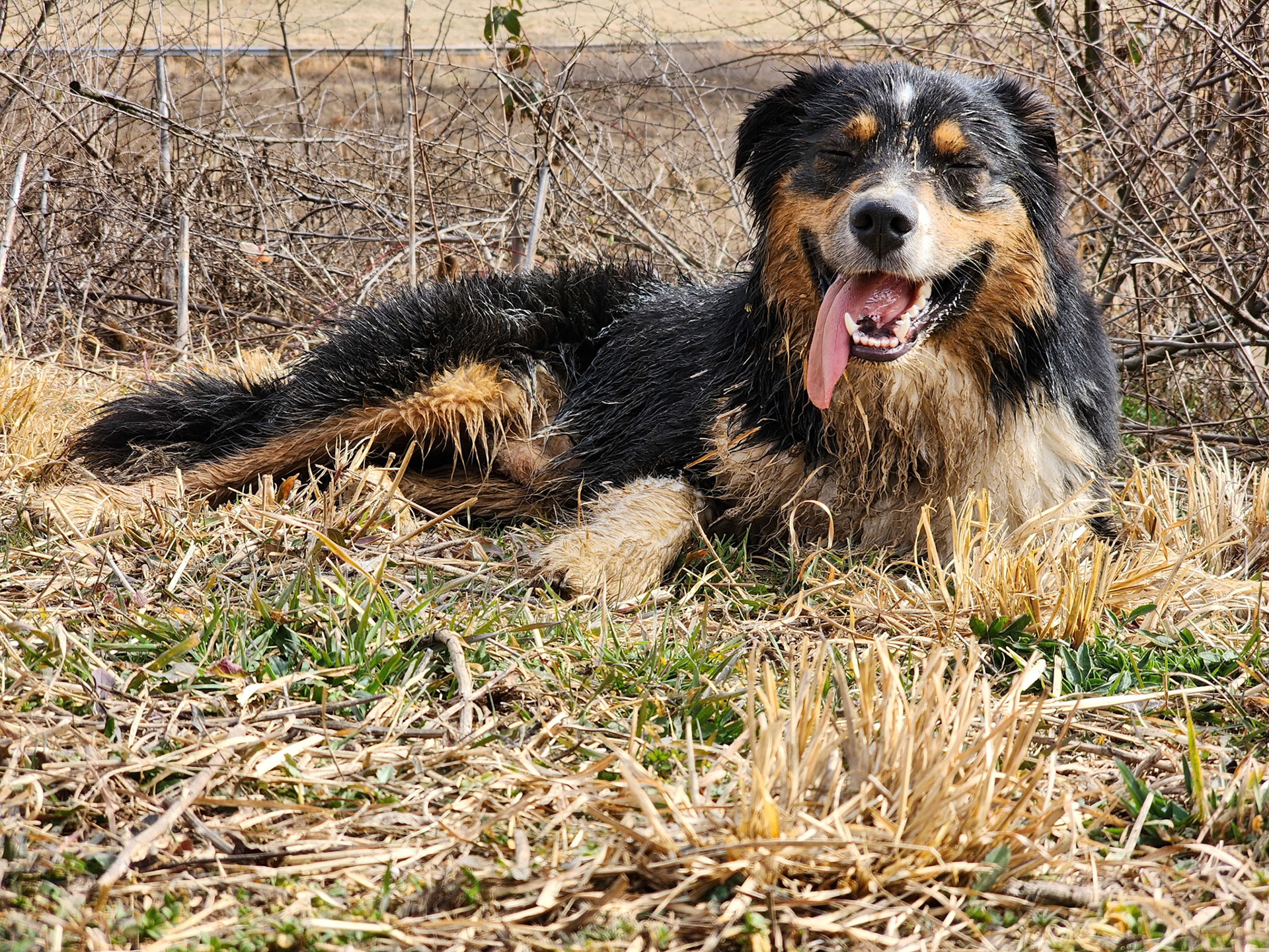 Dirty Dog.  Happy Dog.