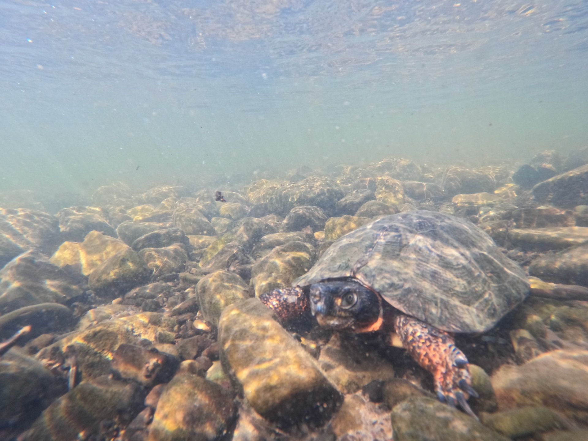Wood Turtle in the river