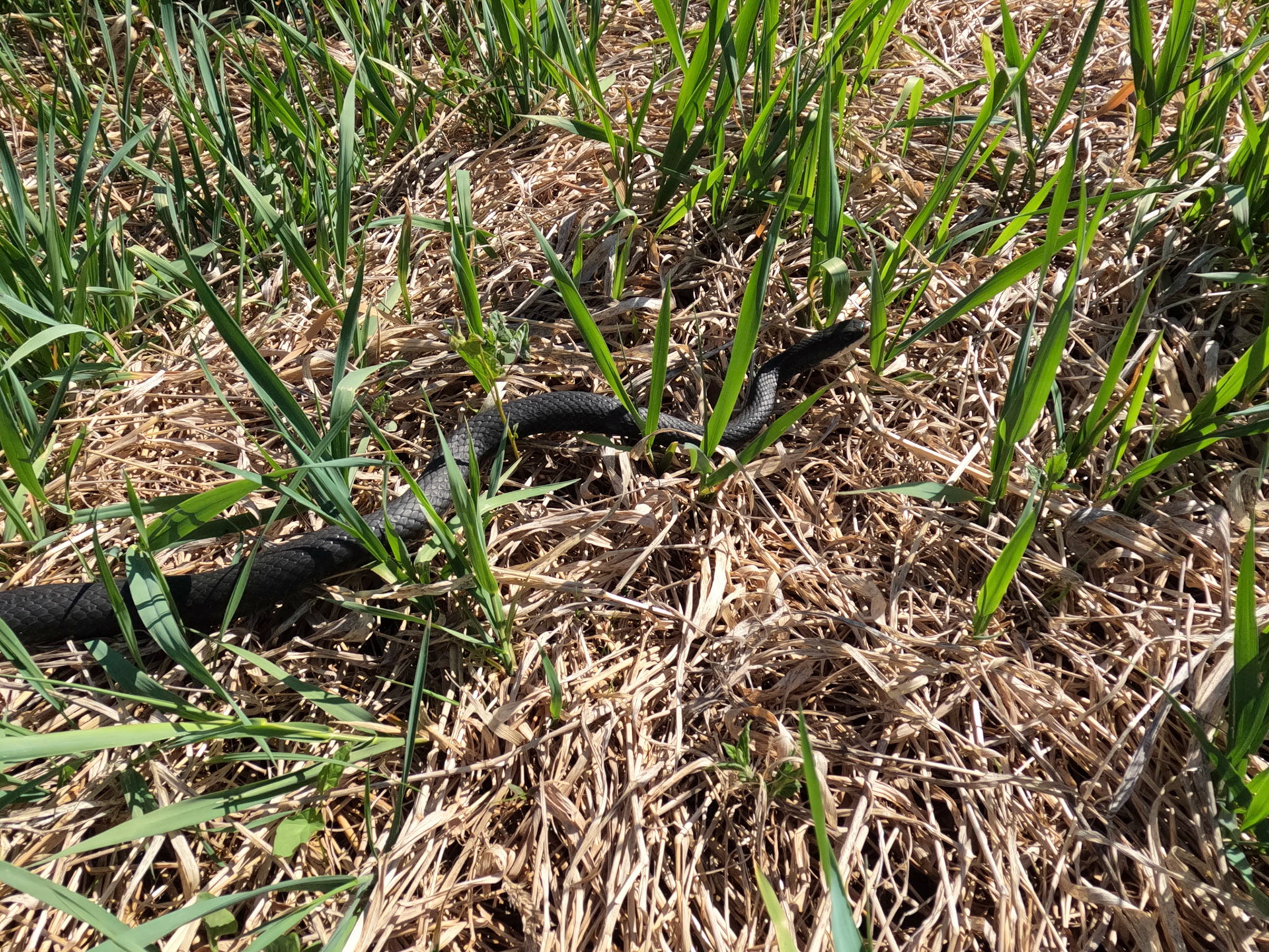 Rat snakes.  So many rat snakes in the spring.