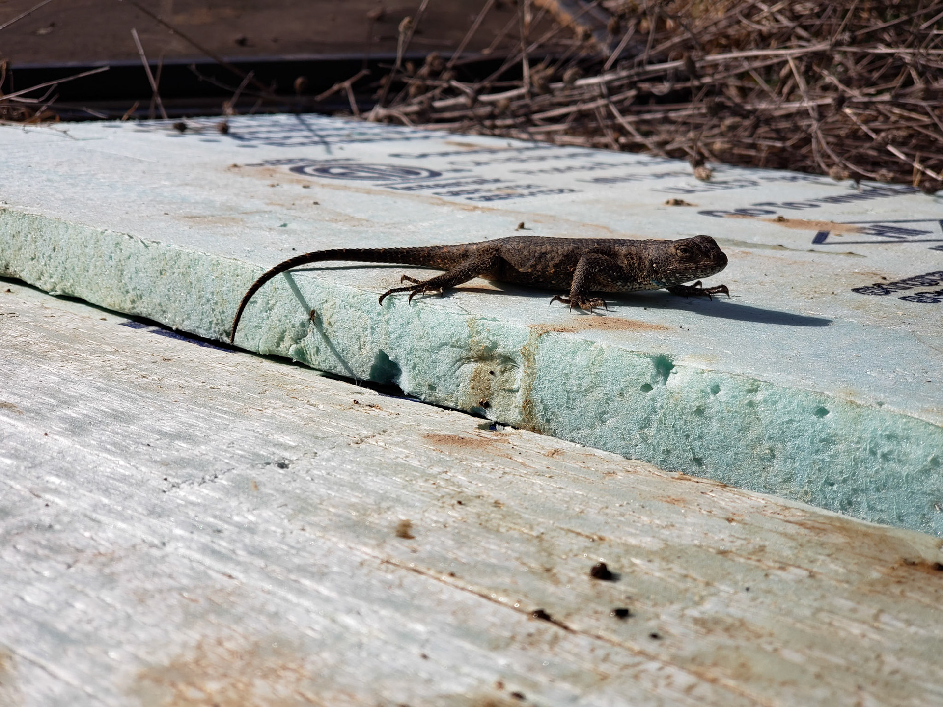 Lizard - lots of lizards