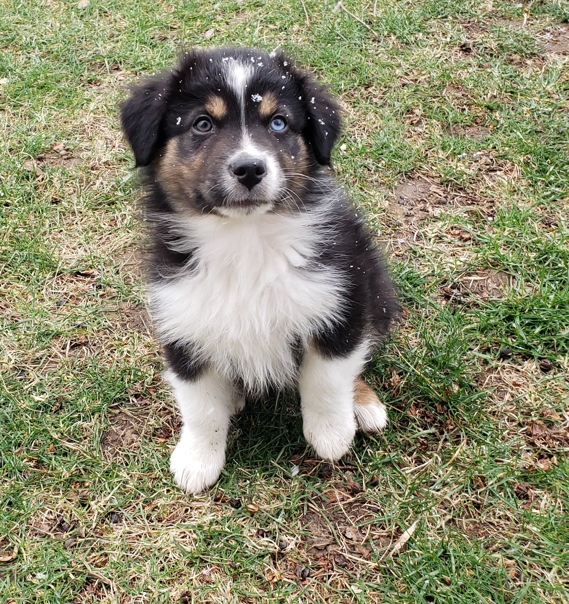 Got this Australian Shepard specifically for WV.  Named him Ruckus.