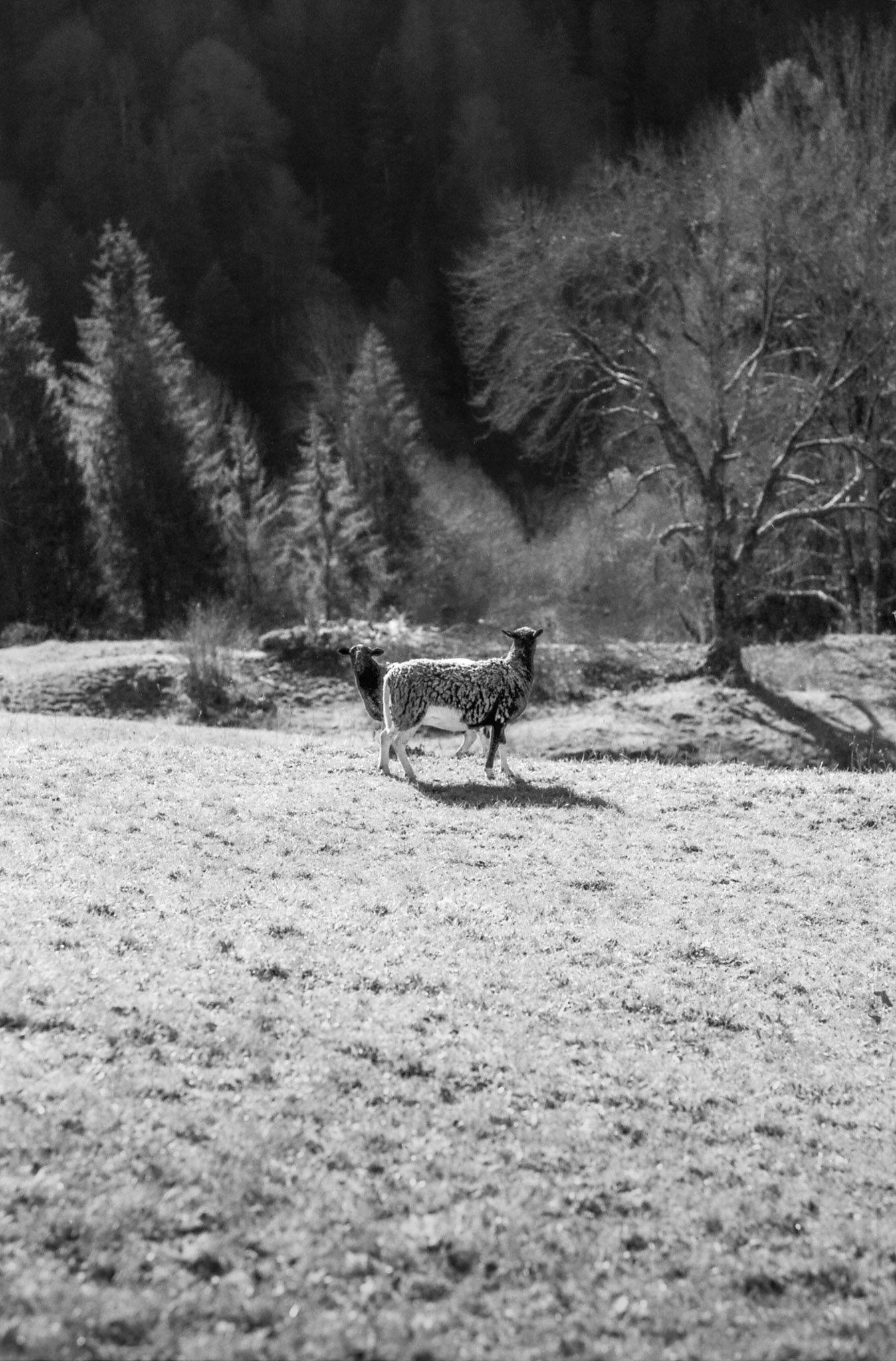 #filmfeed #analogvibes #grainisgood #staybrokeshootfilm #analogclub #super_ordinarylife #subjectivelyobjective #24hrchurch #collecmag #somewheremagazine #dreamermagazine #ifyouleave #infilmwetrust #shootonfilm #35mmfilm #onfilm #back2thebase