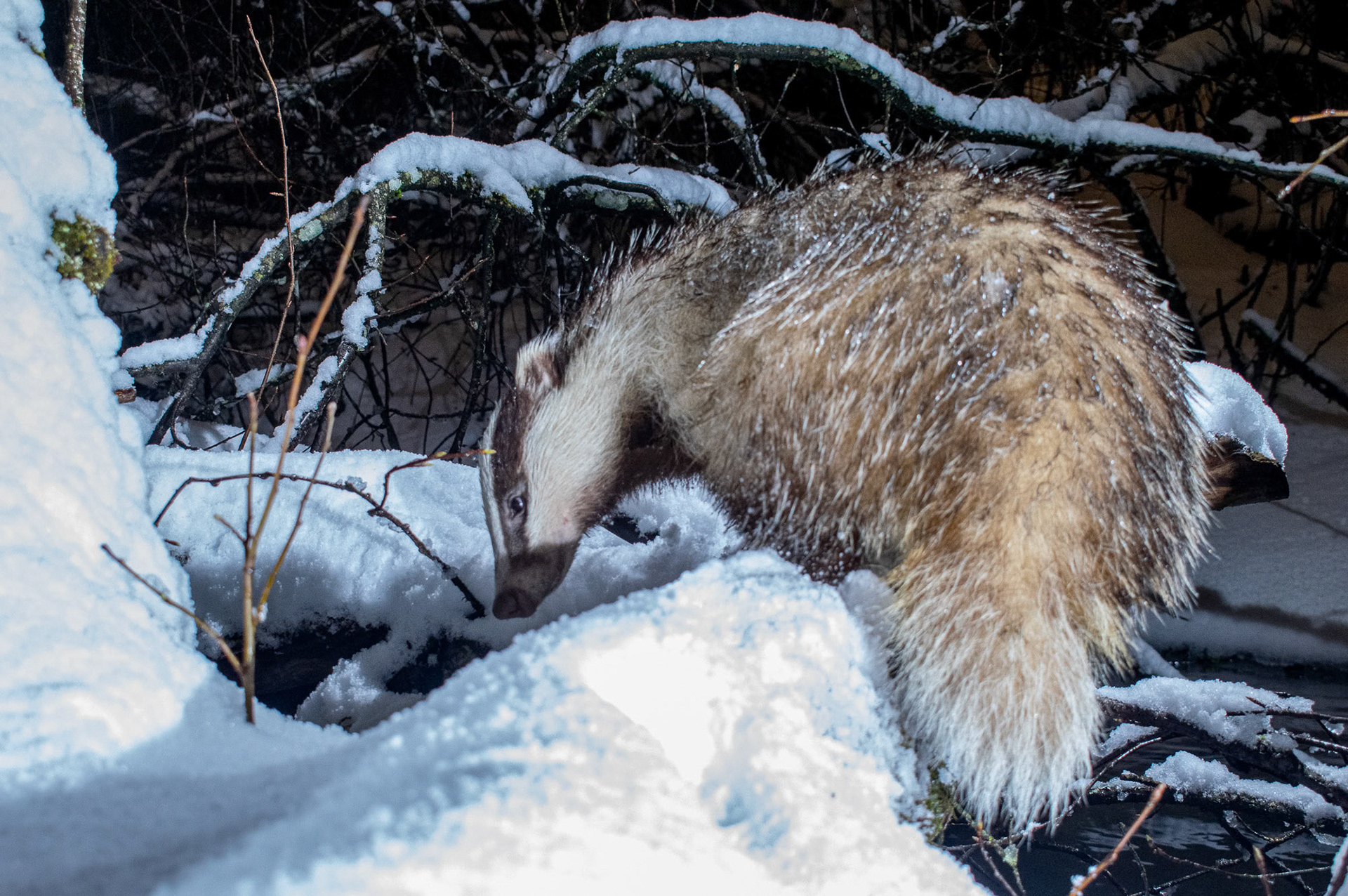 Badger in winter