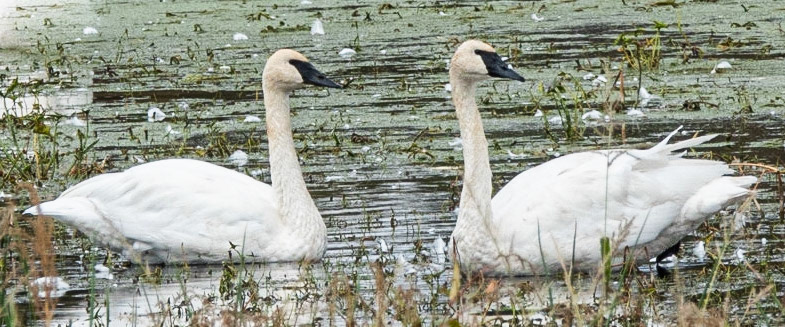 Swan - Iowa