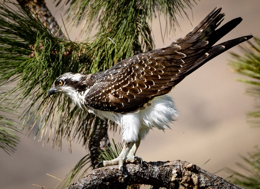 Osprey - Backyard