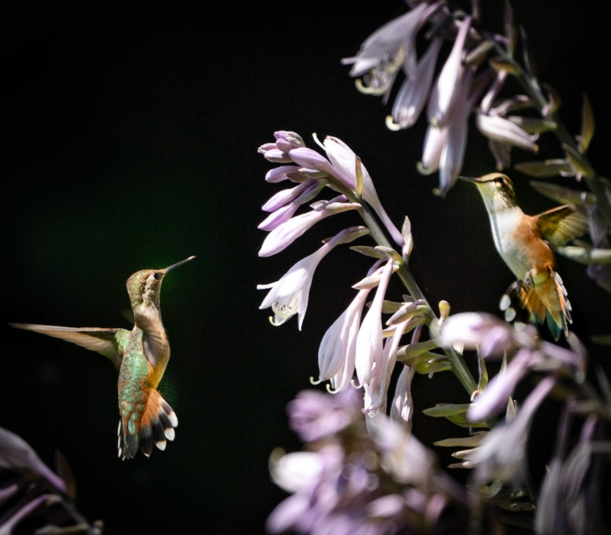 Hummingbirds - Backyard