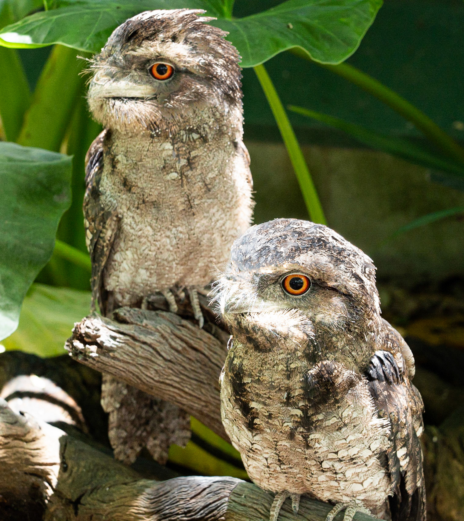 Owl - New Zealand