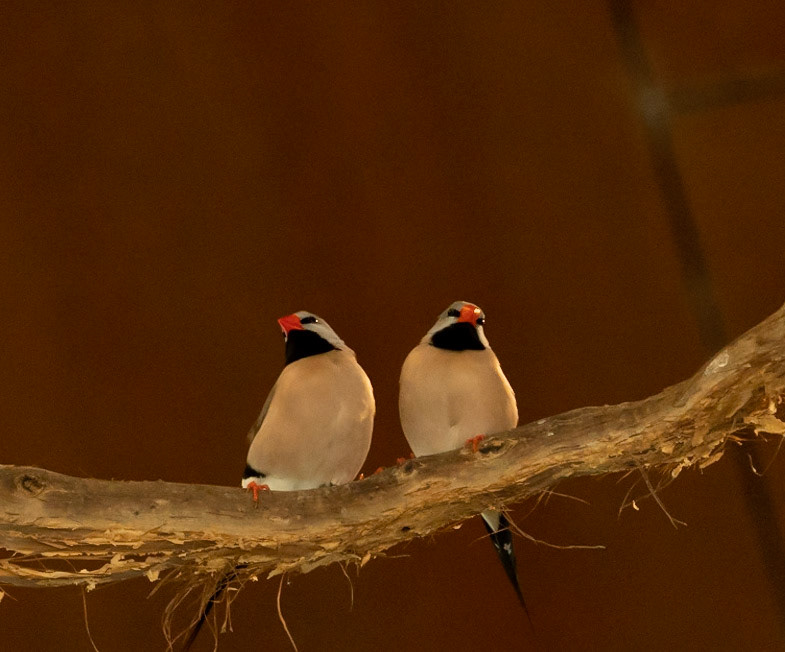 Lovebirds Australia