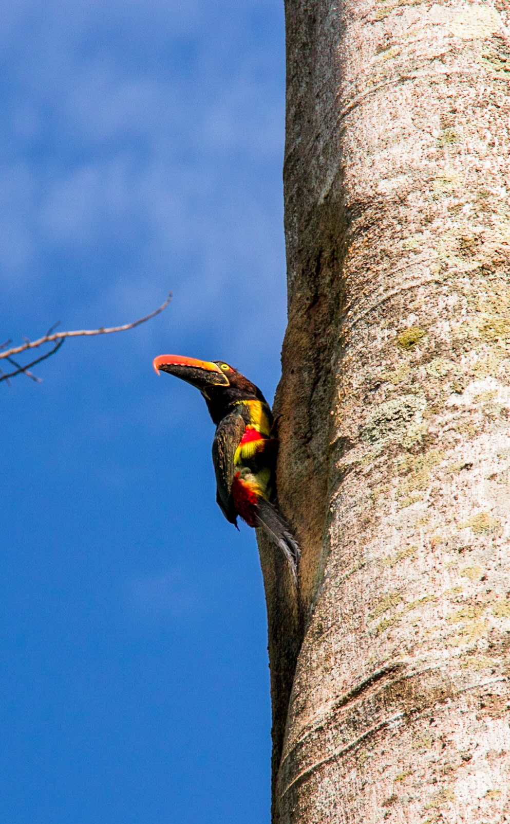 Fiery Billed Aracari - Costa Rica