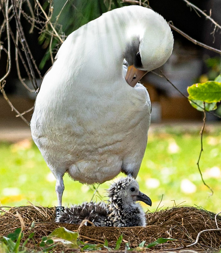 Albatross - Kauai