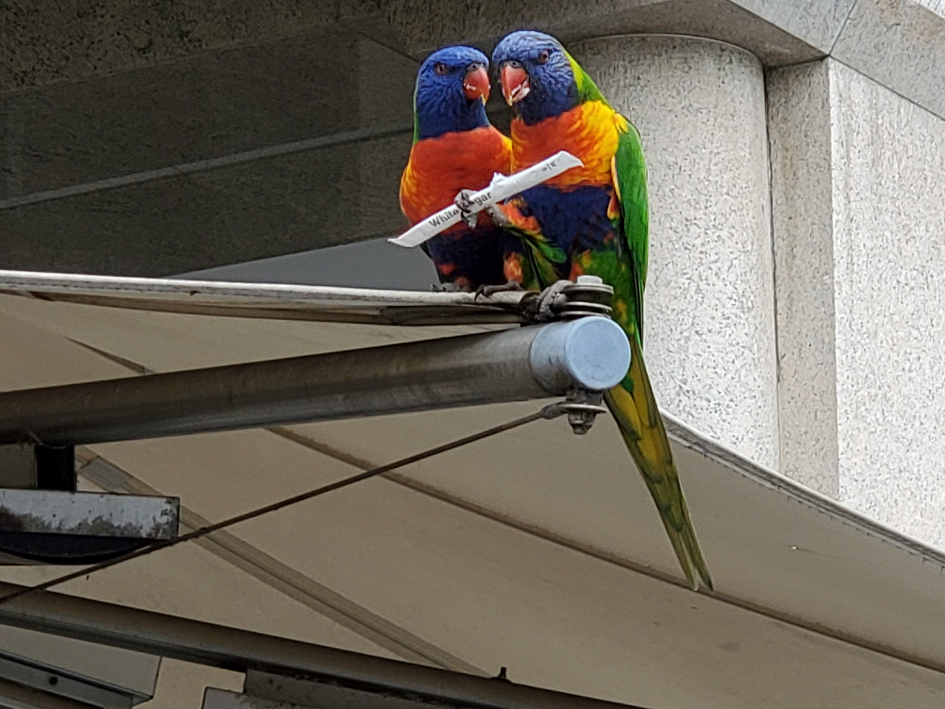 Lorikeets = Sydney Australia