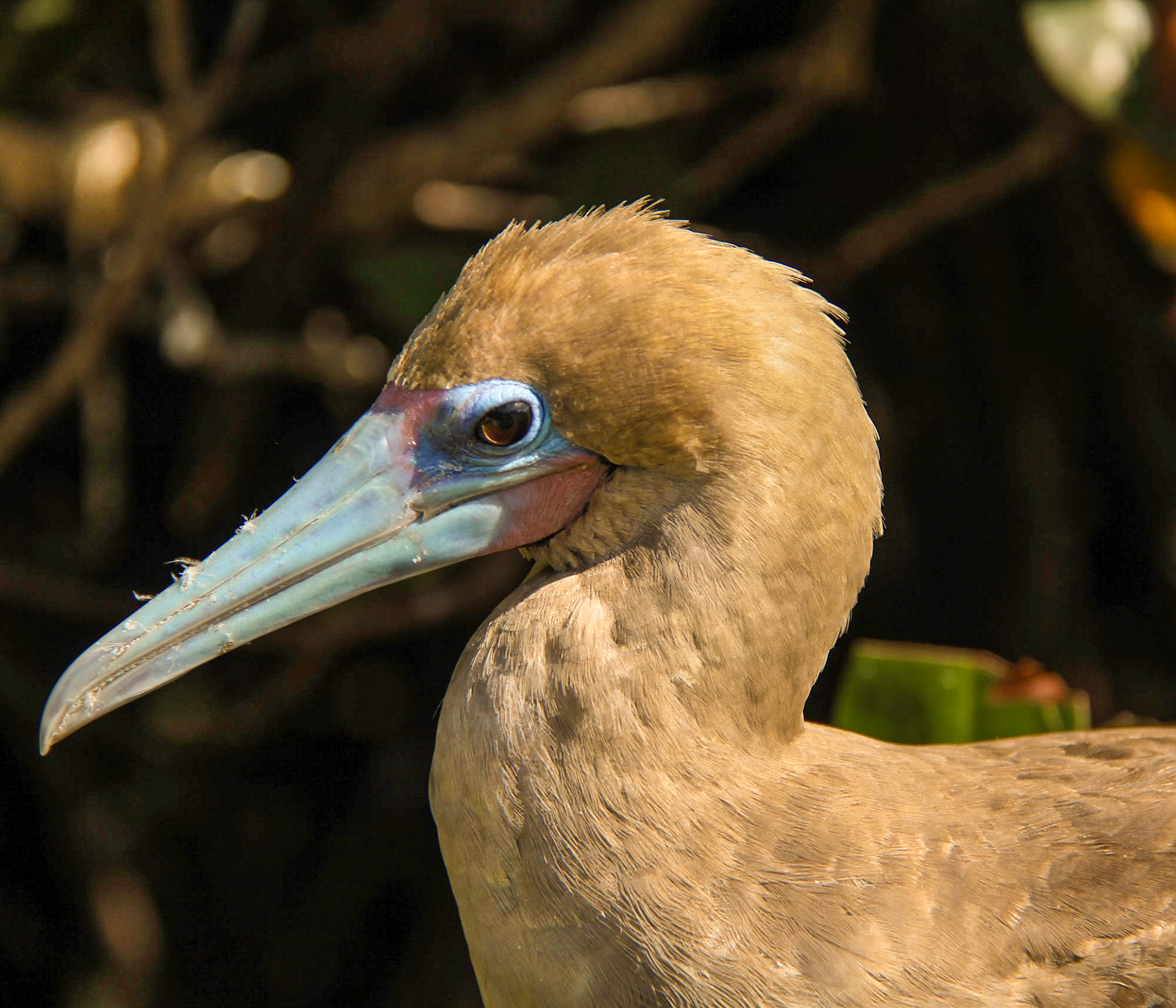 Red-footed Boobie Brown Phase