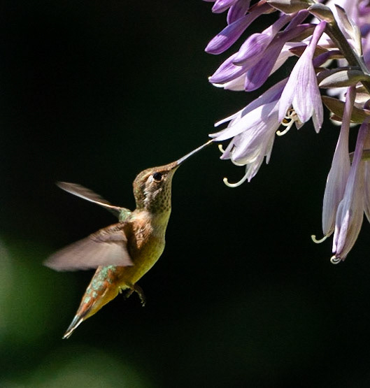 Hummingbird - Backyard