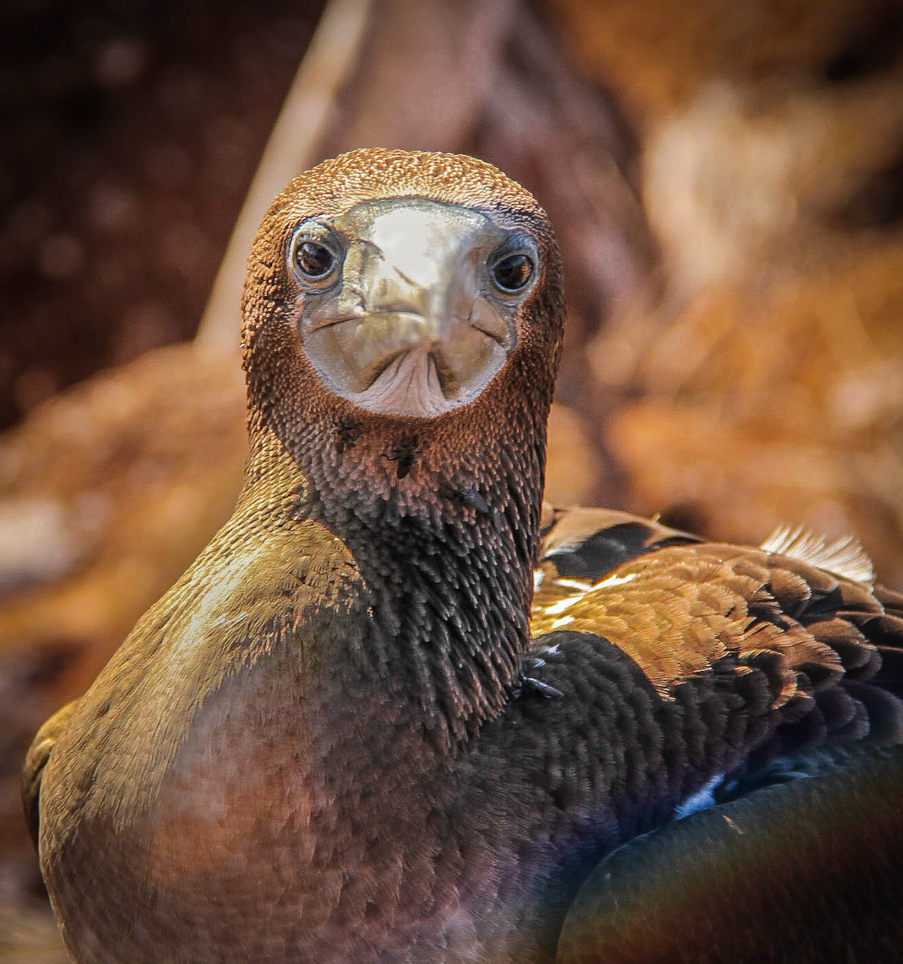 Blue -footed Boobie