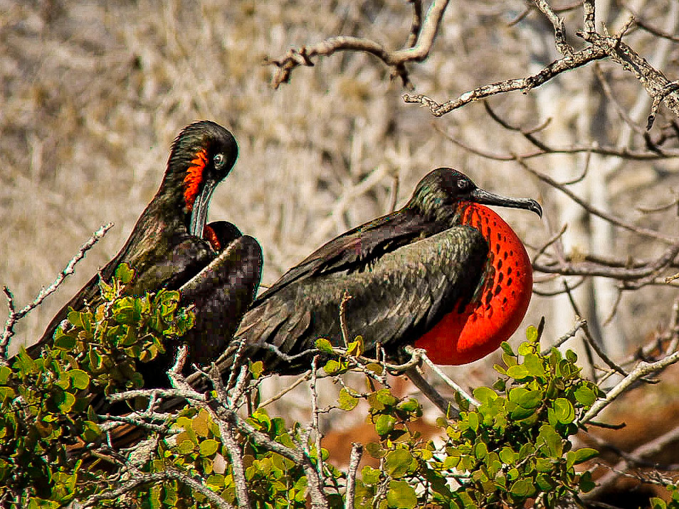 Nesting Frigatebird - Galapagos Is.