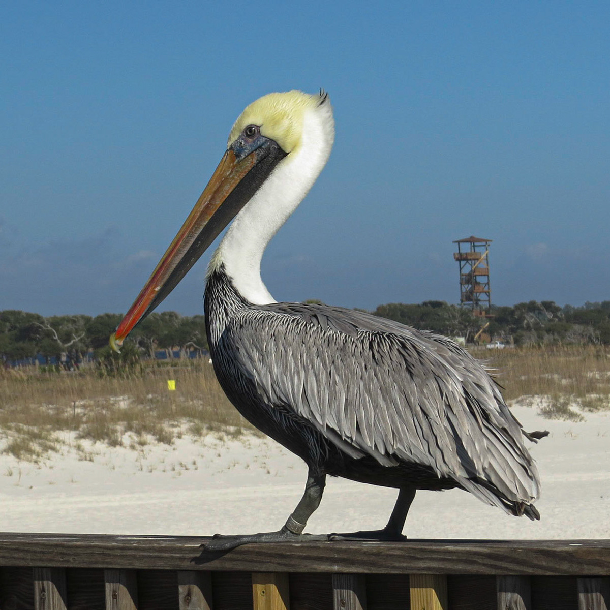 Pelican - Orange Beach, AL