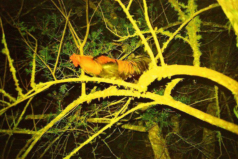 Lomo LC-A