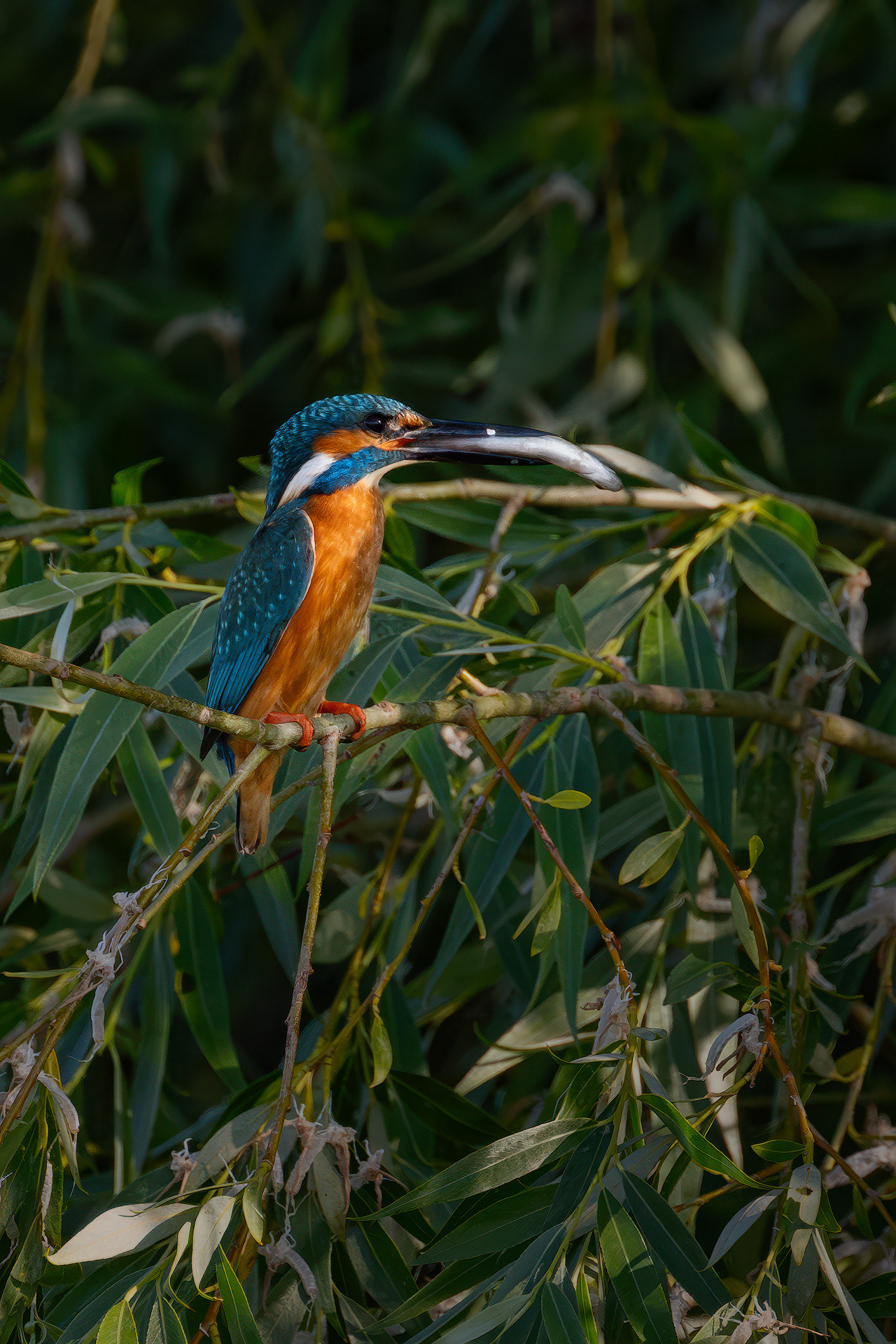 Pescărușul Albastru