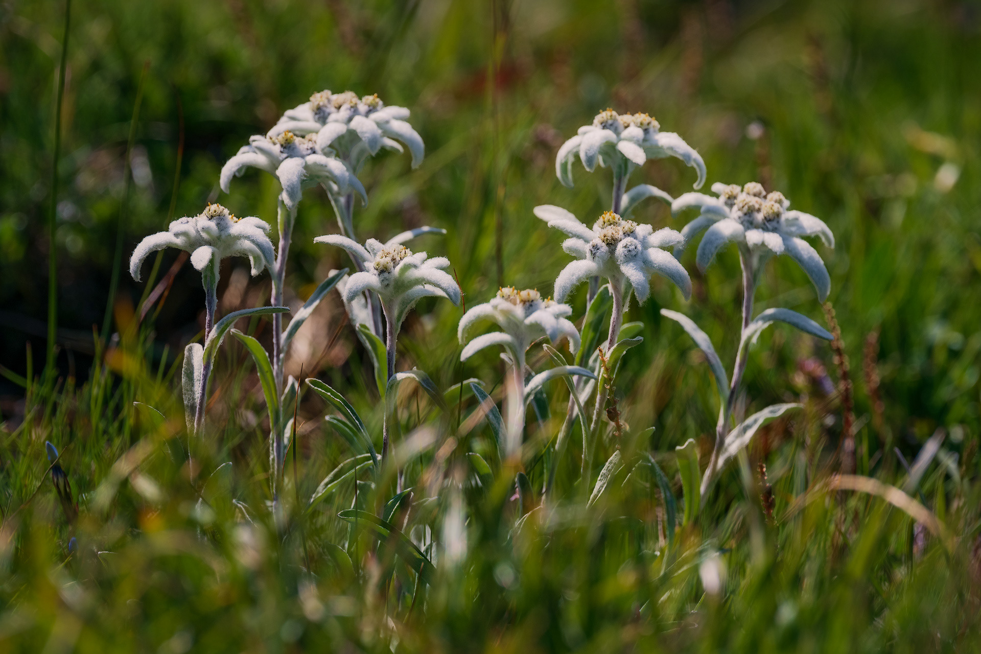 Edelweiss