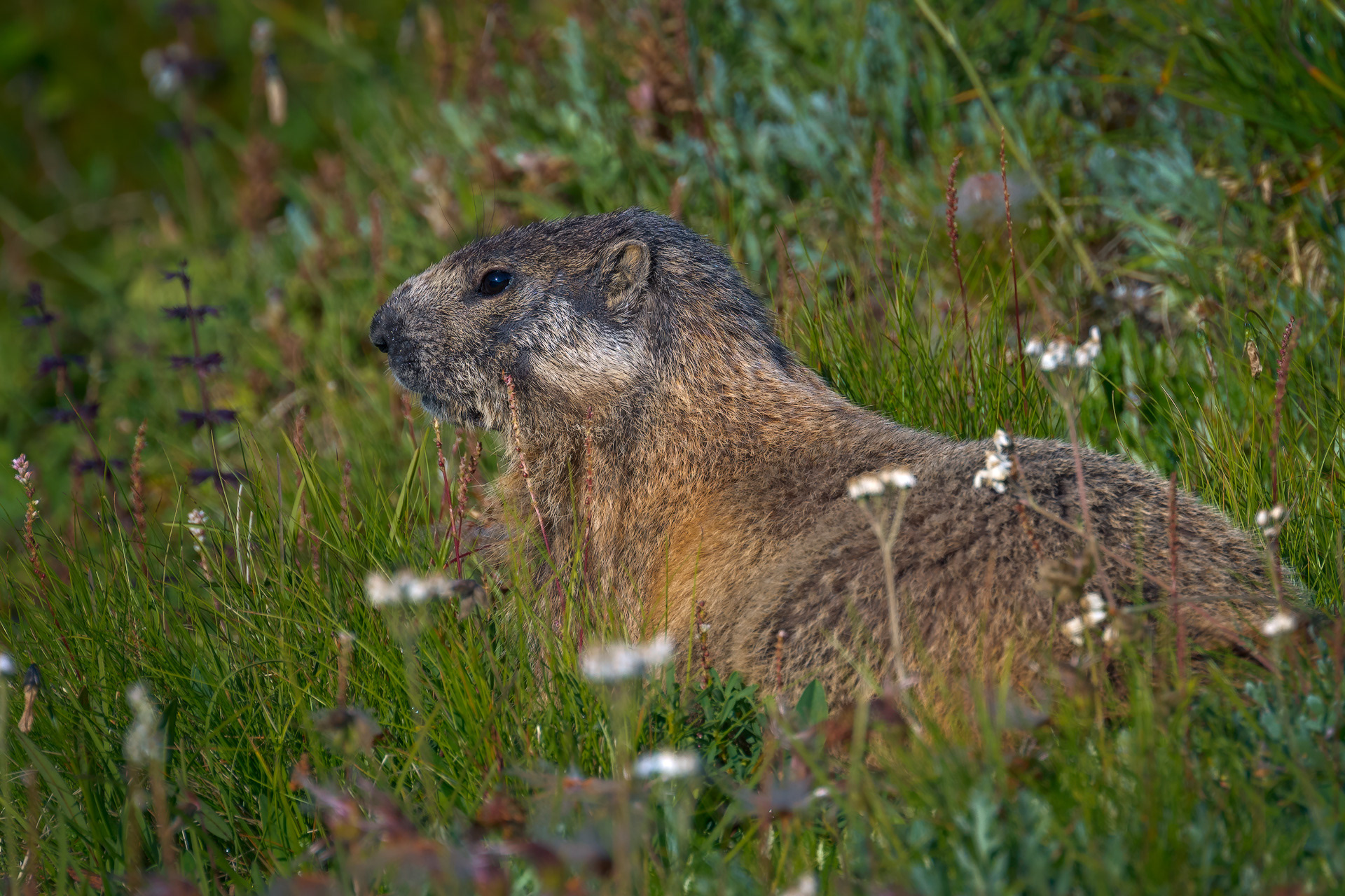 Marmot