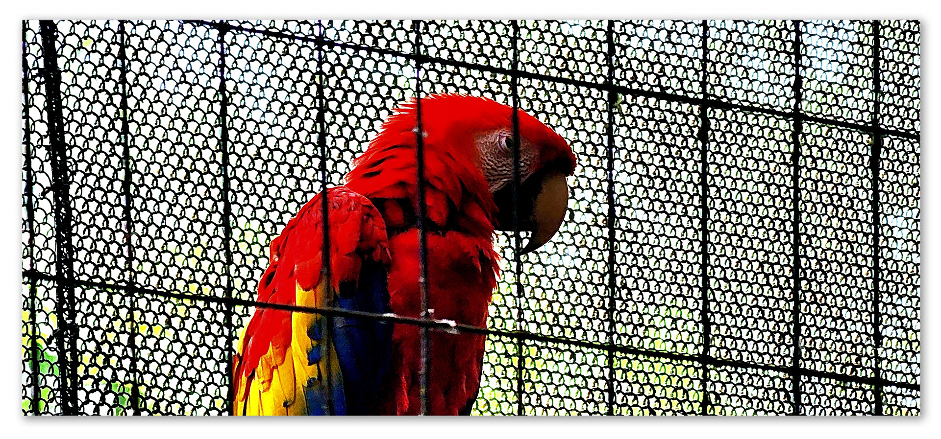 Through A Birds Eye, 2023