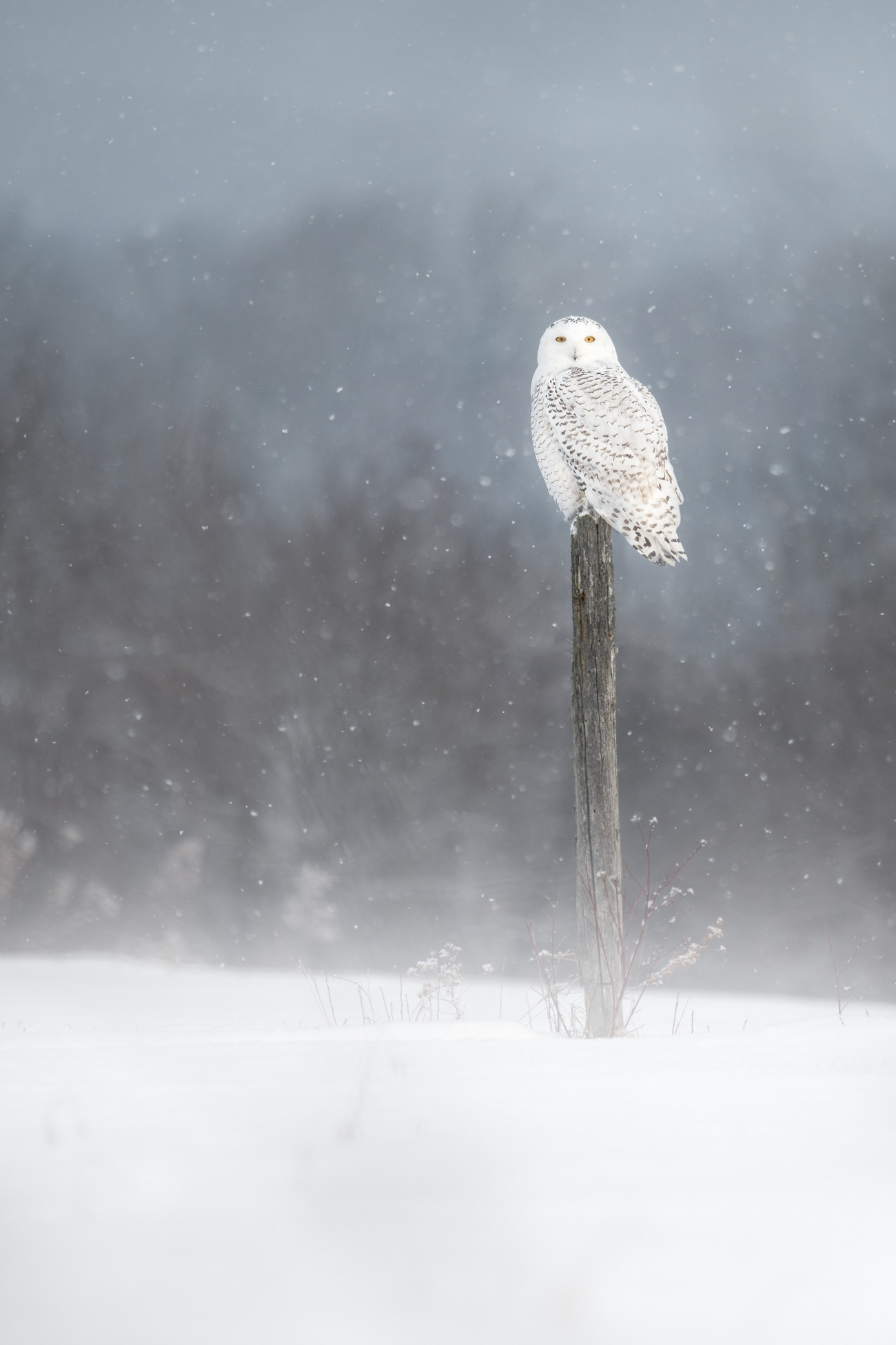 The King in the North